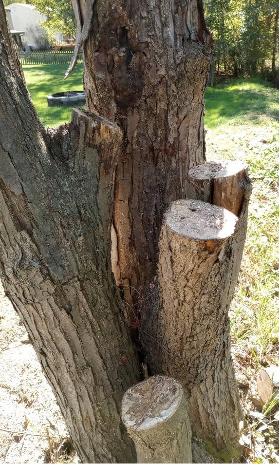CRAFTSMAN Electric Chainsaw, 16 Inch, 12 Amp Corded Chain Saw Electric, Ergonomic, Powerful Motor (CMECS600) customer photo 1