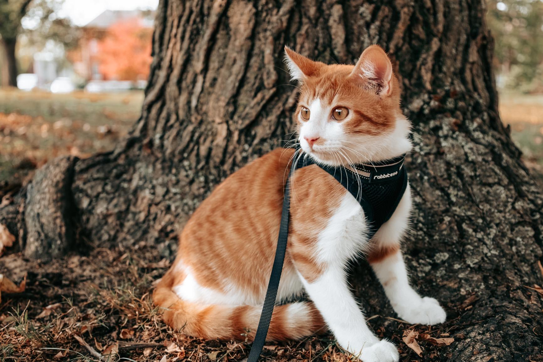 Canon EOS RP Full Frame Mirrorless Vlogging Portable Digital Camera with 26.2MP Full-Frame CMOS Sensor, Wi-Fi, Bluetooth, 4K Video Recording and 3.0 Canon EOS RP Full Frame Mirrorless Vlogging Portable Digital Camera with 26.2MP Full-Frame CMOS Sensor, Wi-Fi, Bluetooth, 4K Video Recording and 3.0