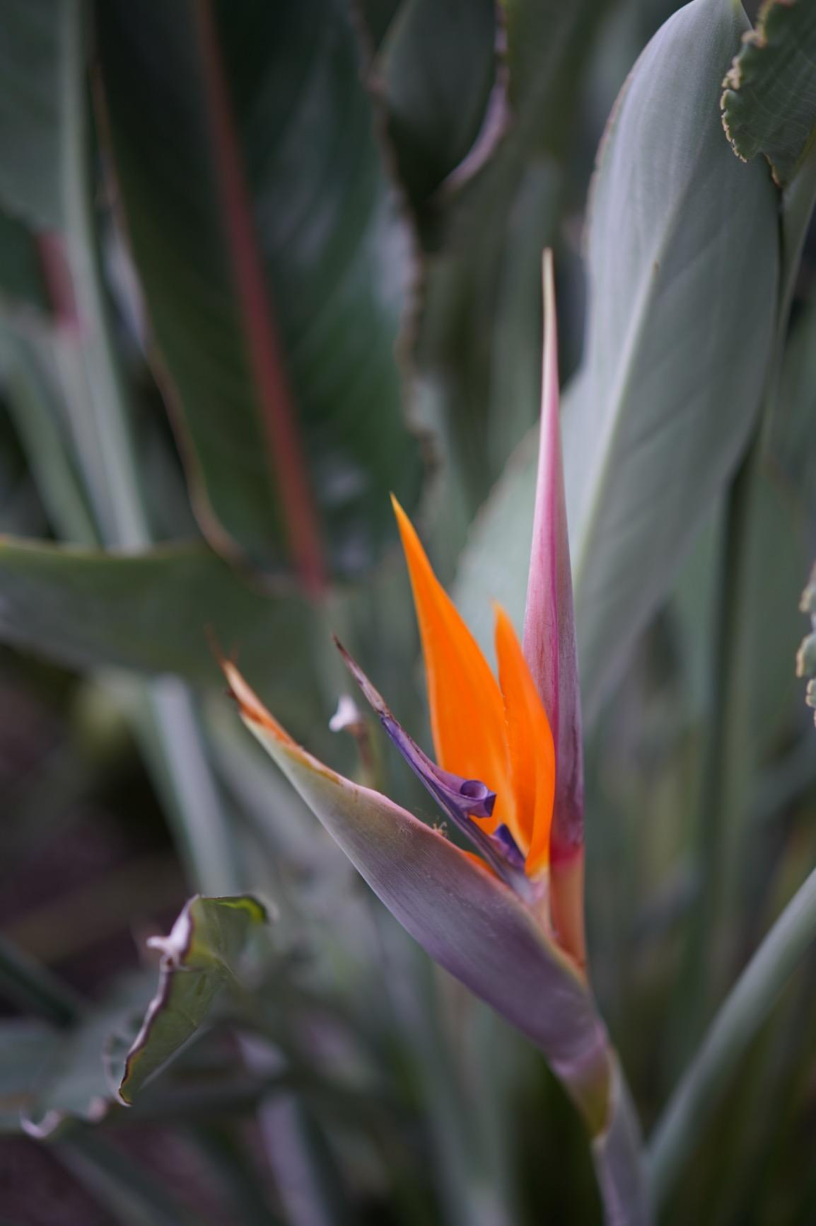 Samyang 45mm F1.8 Auto-Focus Compact Lens for Sony E-Mount Customer Review Samyang 45mm F1.8 Auto-Focus Compact Lens for Sony E-Mount - Customer Photo 2