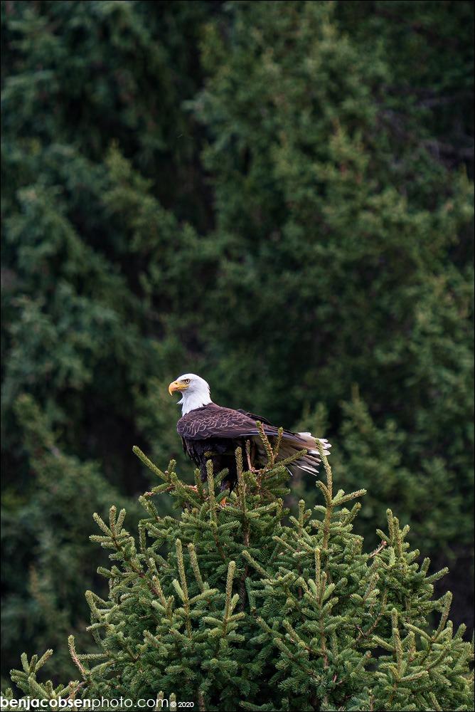 Sony FE 200-600mm F5.6-6.3 G OSS Super Telephoto Zoom Lens (SEL200600G) - Customer Photo 4