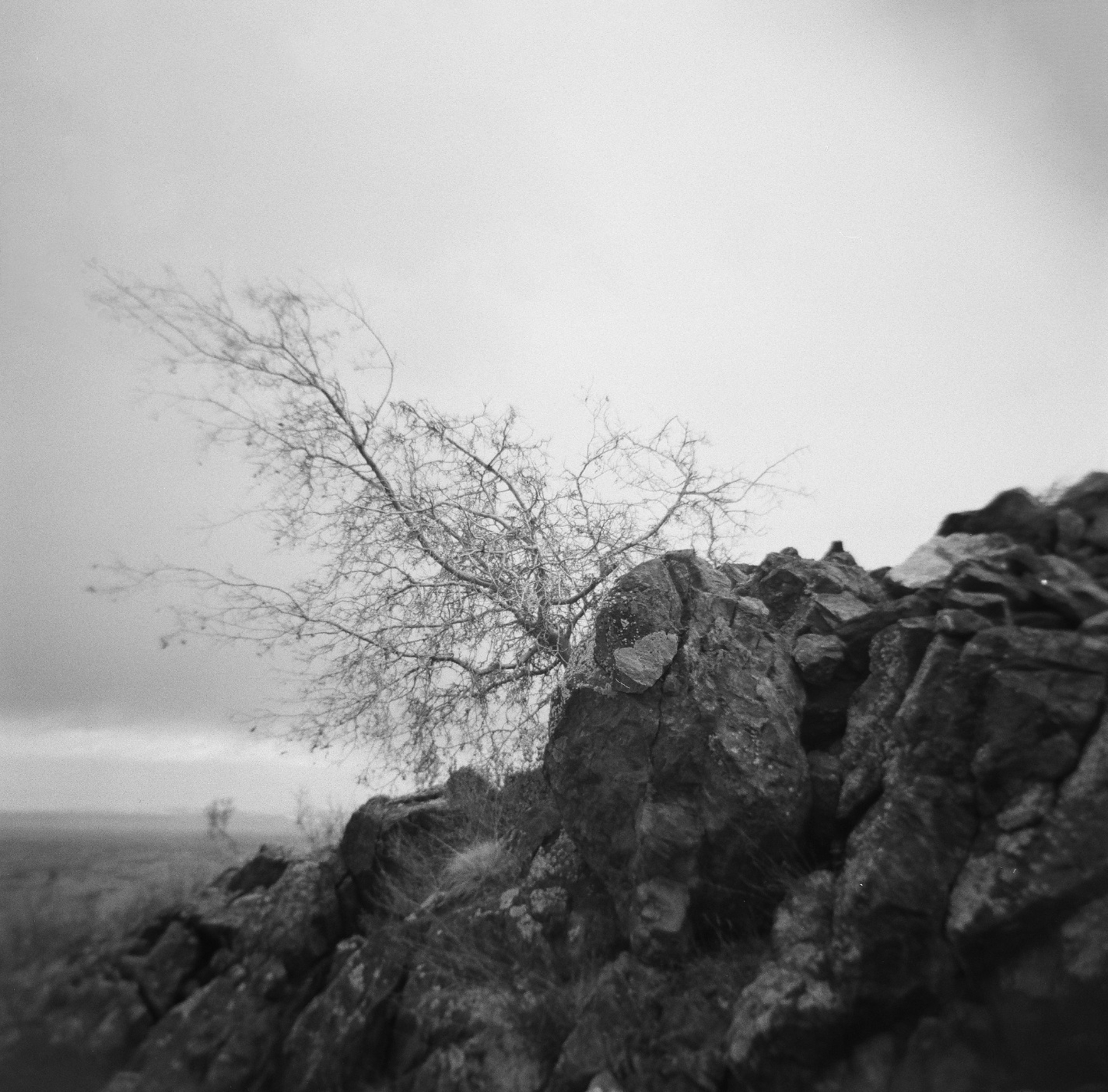 Holga 120N Medium Format Film Camera (Black) with Ilford HP5 120 Film Bundle - Customer Photo 2