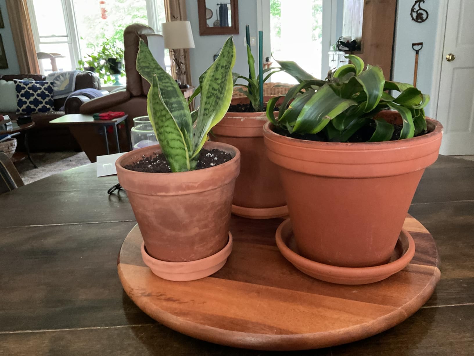 vensovo 8 Inch Clay Pot for Plant with Saucer - 2 Pack Large Terra Cotta Plant Pot with Drainage Hole, Clay Planters Pot, Terracotta Pot for Indoor Outdoor Plant customer photo 1