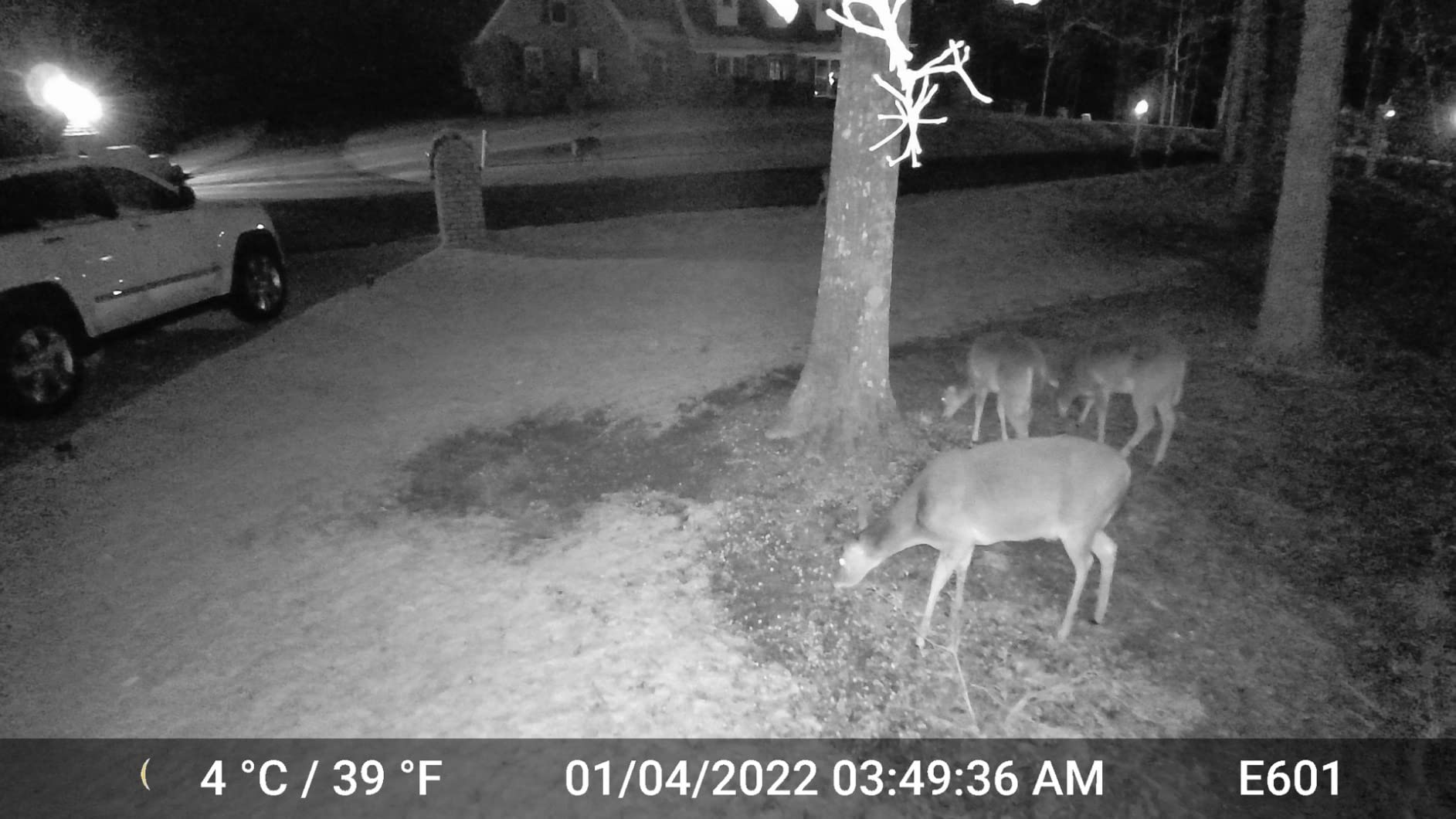 GardePro E6 WiFi Trail Camera (Non-Cellular), 48MP Photos, 1296P HD Video, App Control with Live View, 110° Wide-Angle, No-Glow Night Vision, Motion Activated Customer Review GardePro E6 WiFi Trail Camera (Non-Cellular), 48MP Photos, 1296P HD Video, App Control with Live View, 110° Wide-Angle, No-Glow Night Vision, Motion Activated - Customer Photo 1