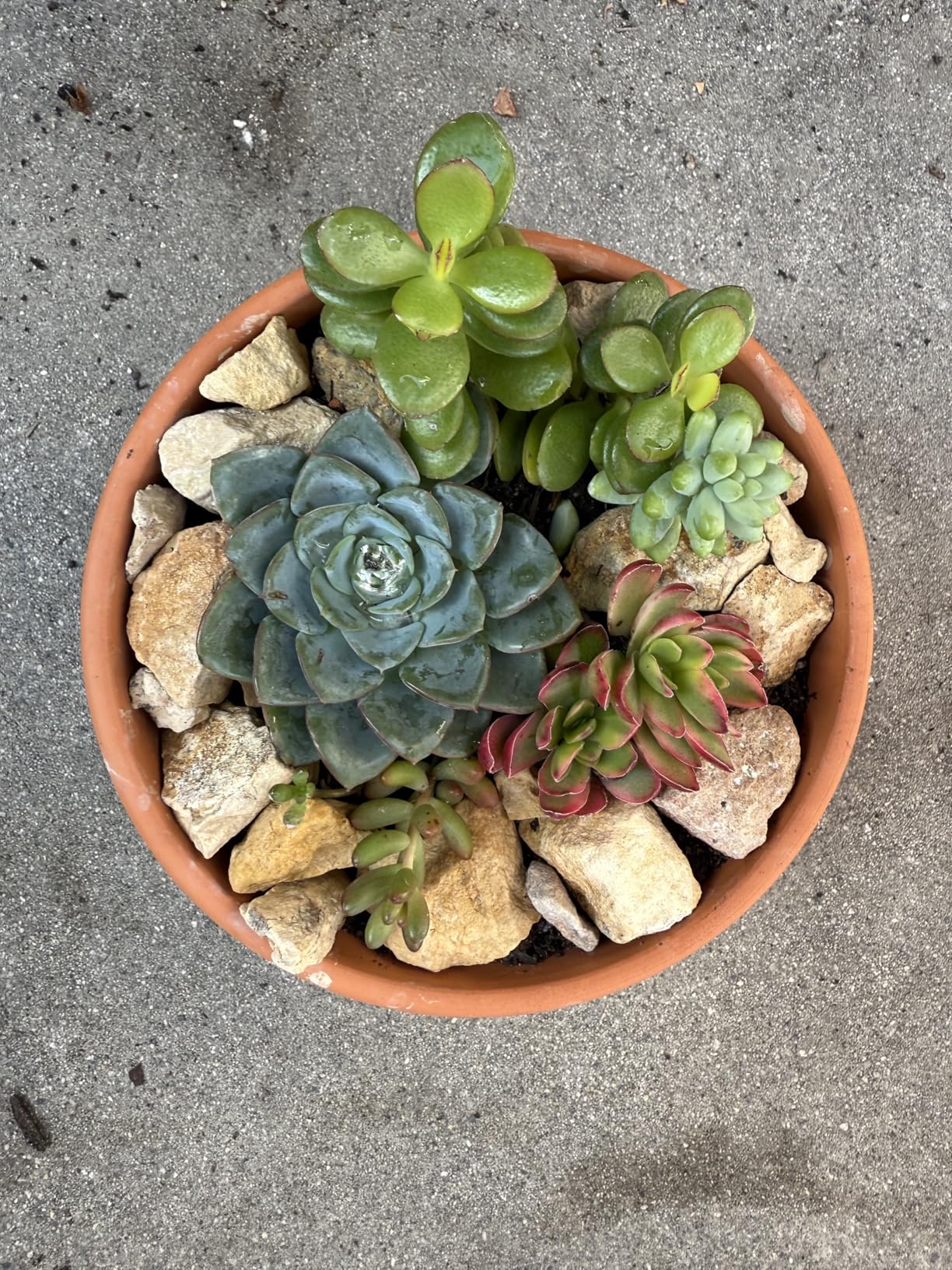 4 Pack Terracotta Pots with Saucer, 6 Inch Large Terra Cotta Plant Pot with Drainage Hole, Clay Flower Planter Pot with Tray for Indoor Outdoor Plant customer photo 2
