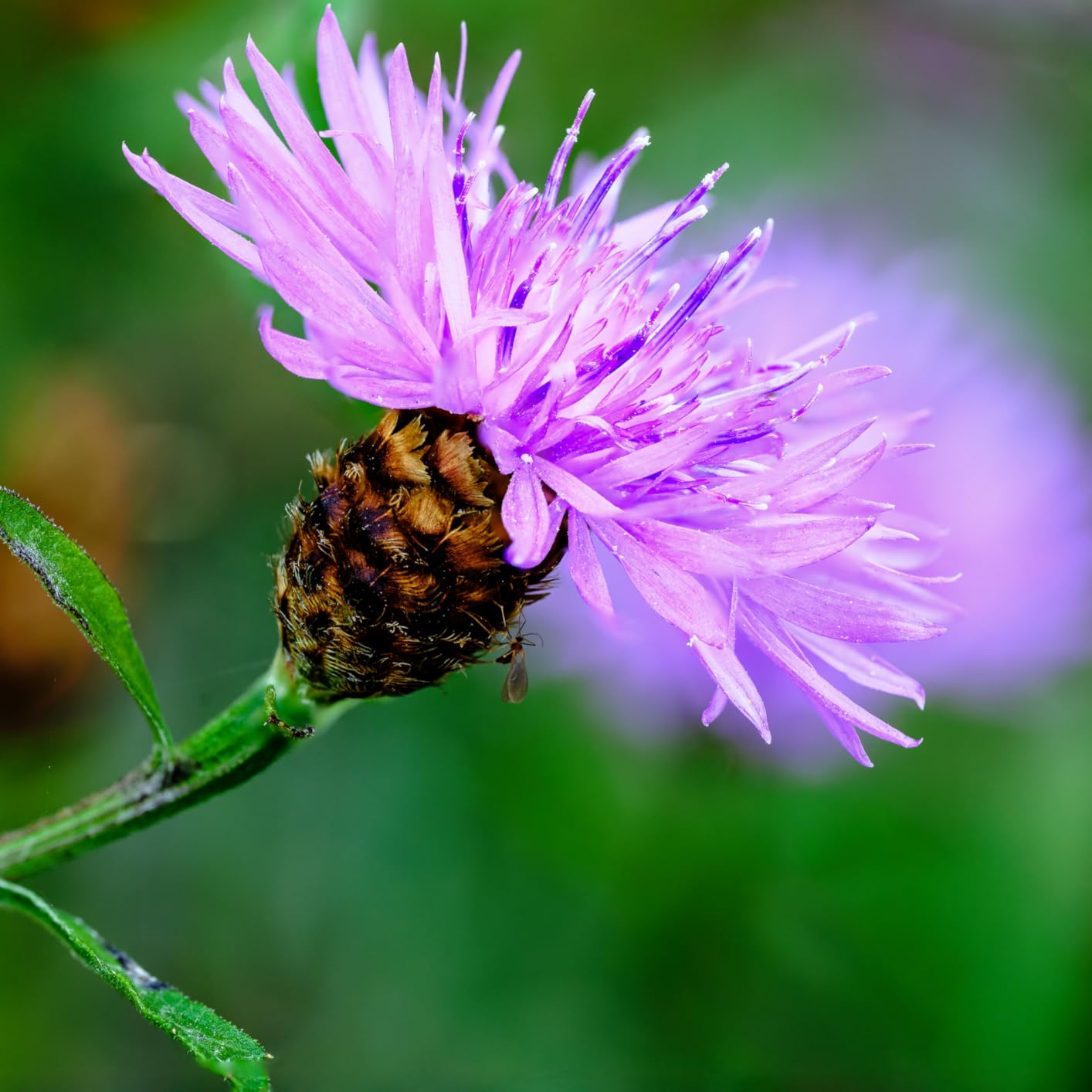 NIKKOR Z MC 105mm f/2.8 VR S Macro Lens - Customer Photo 1