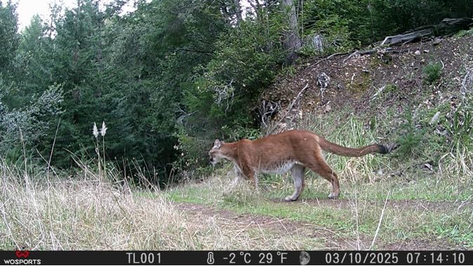 WOSPORTS Trail Camera,48MP 4K 0.2S Trigger Motion Activated,Game Camera with Night Vision IP66 Waterproof 2.0''LCD 120°Wide Trail Cam Lens for Outdoor Scouting Wildlife Monitoring Home Security Customer Review WOSPORTS Trail Camera,48MP 4K 0.2S Trigger Motion Activated,Game Camera with Night Vision IP66 Waterproof 2.0''LCD 120°Wide Trail Cam Lens for Outdoor Scouting Wildlife Monitoring Home Security - Customer Photo 1