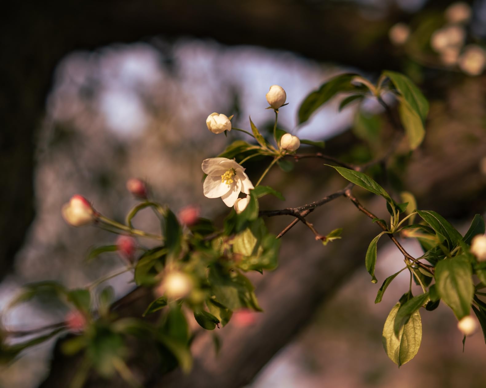 VILTROX 24mm F1.8 Wide Angle Lens Auto Focus Full Frame Prime Lens Compatible with Nikon Z-Mount Cameras Customer Review VILTROX 24mm F1.8 Wide Angle Lens Auto Focus Full Frame Prime Lens Compatible with Nikon Z-Mount Cameras - Customer Photo 1