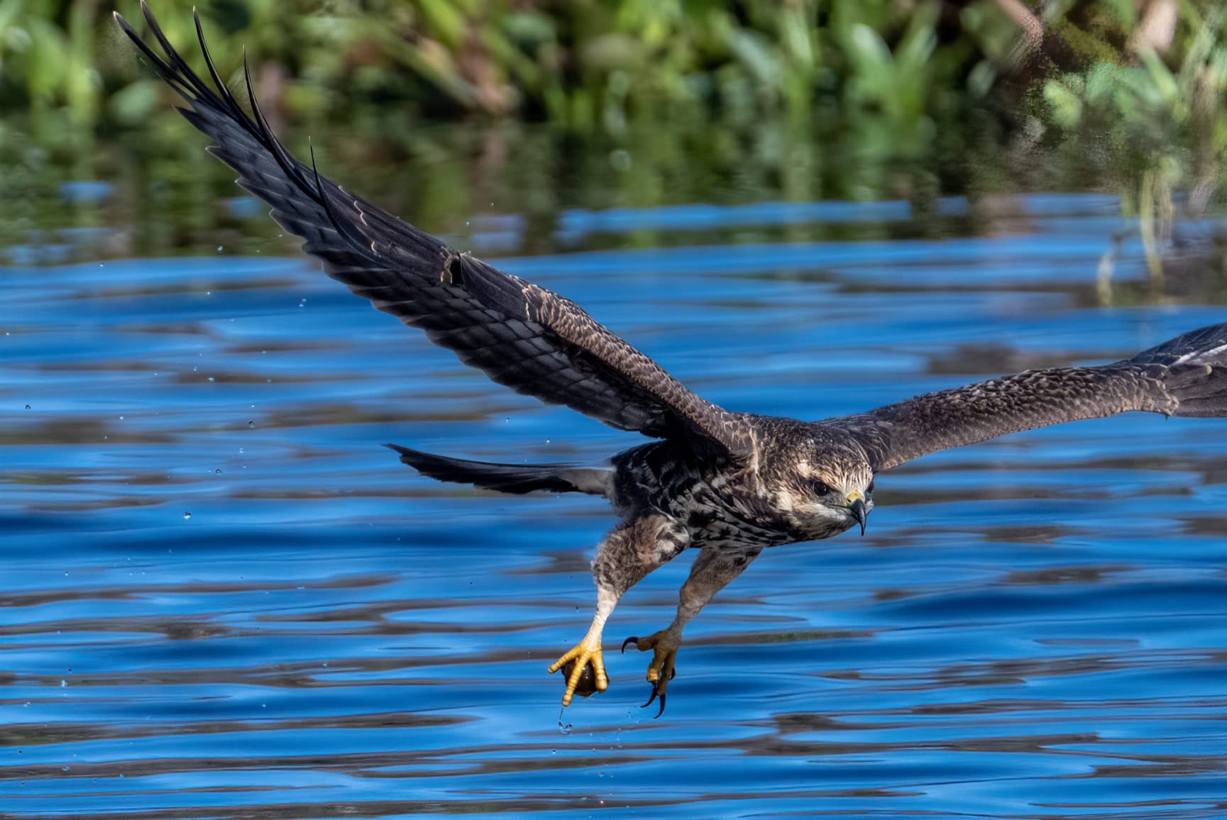 NIKKOR Z 100-400mm VR S | Premium versatile telephoto zoom lens with image stabilization for Z series mirrorless cameras - Customer Photo 1