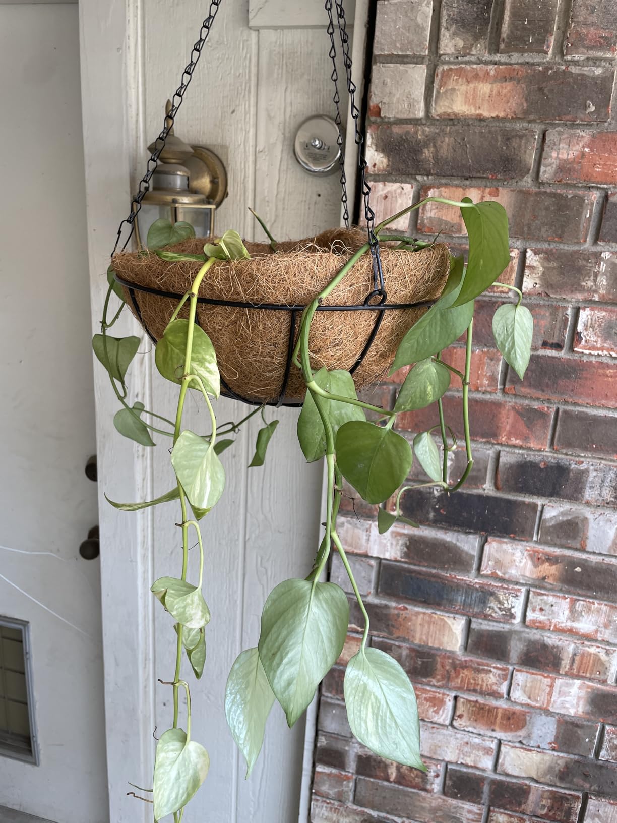 2 Pack 14 Inch Hanging Baskets for Plants Outdoor, Metal Wire Round Planters with Coco Liner, Hanging Flower Baskets for Home Garden Porch Balcony Railings Decor customer photo 1