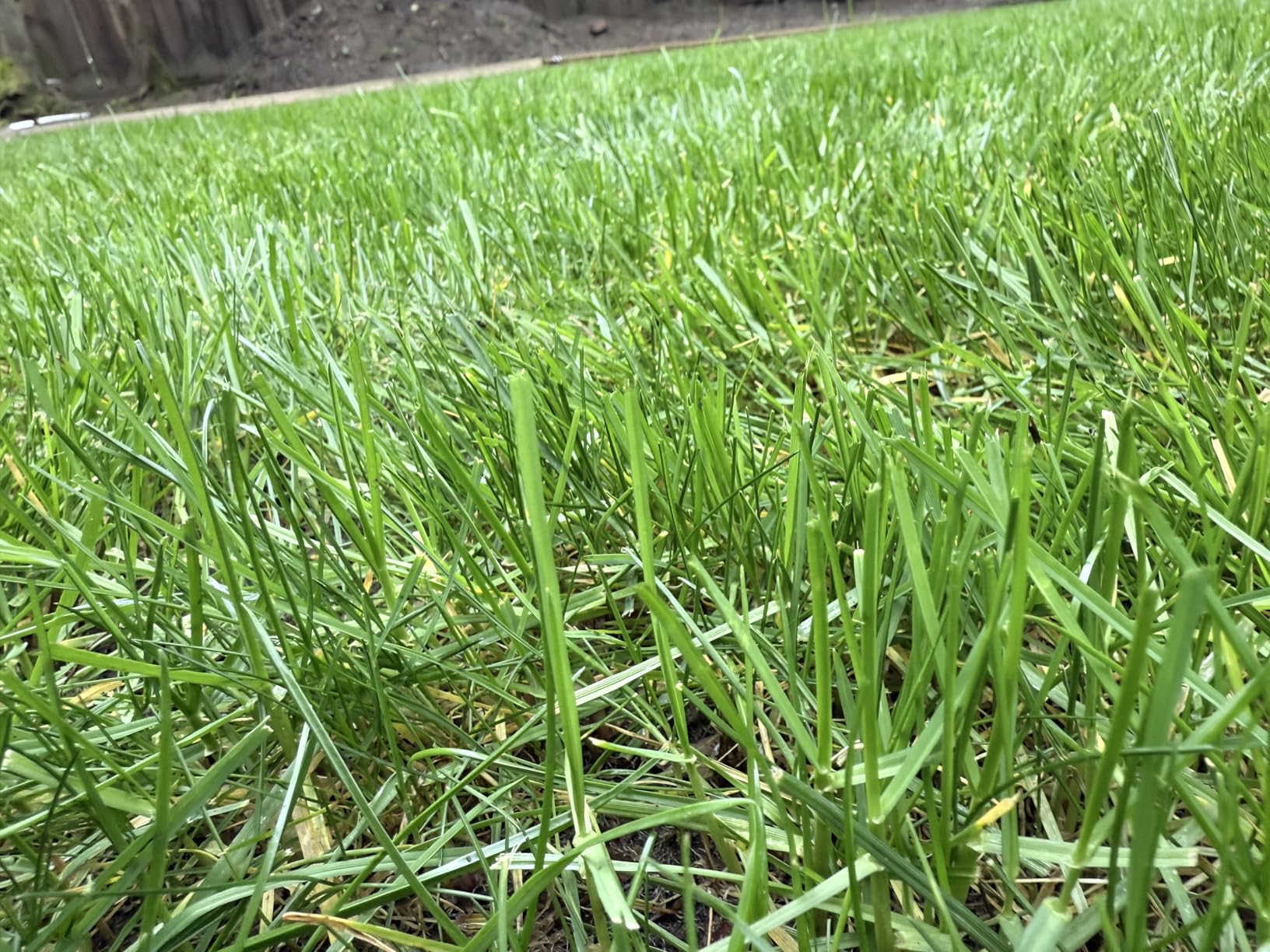LawnMaster CLM2413A Cordless 13-Inch Lawn Mower 24V Max with 2X4.0Ah Battery and a Charger Customer Review LawnMaster CLM2413A Cordless 13-Inch Lawn Mower 24V Max with 2X4.0Ah Battery and a Charger - Customer Photo 2
