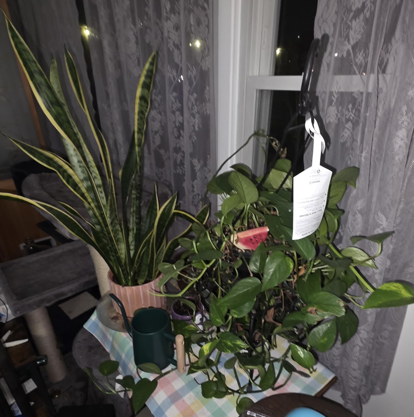 Watering Can for Indoor Plants, 35oz Metal Stainless Steel Pot with Long Spout for House Plants Bonsai customer photo 1