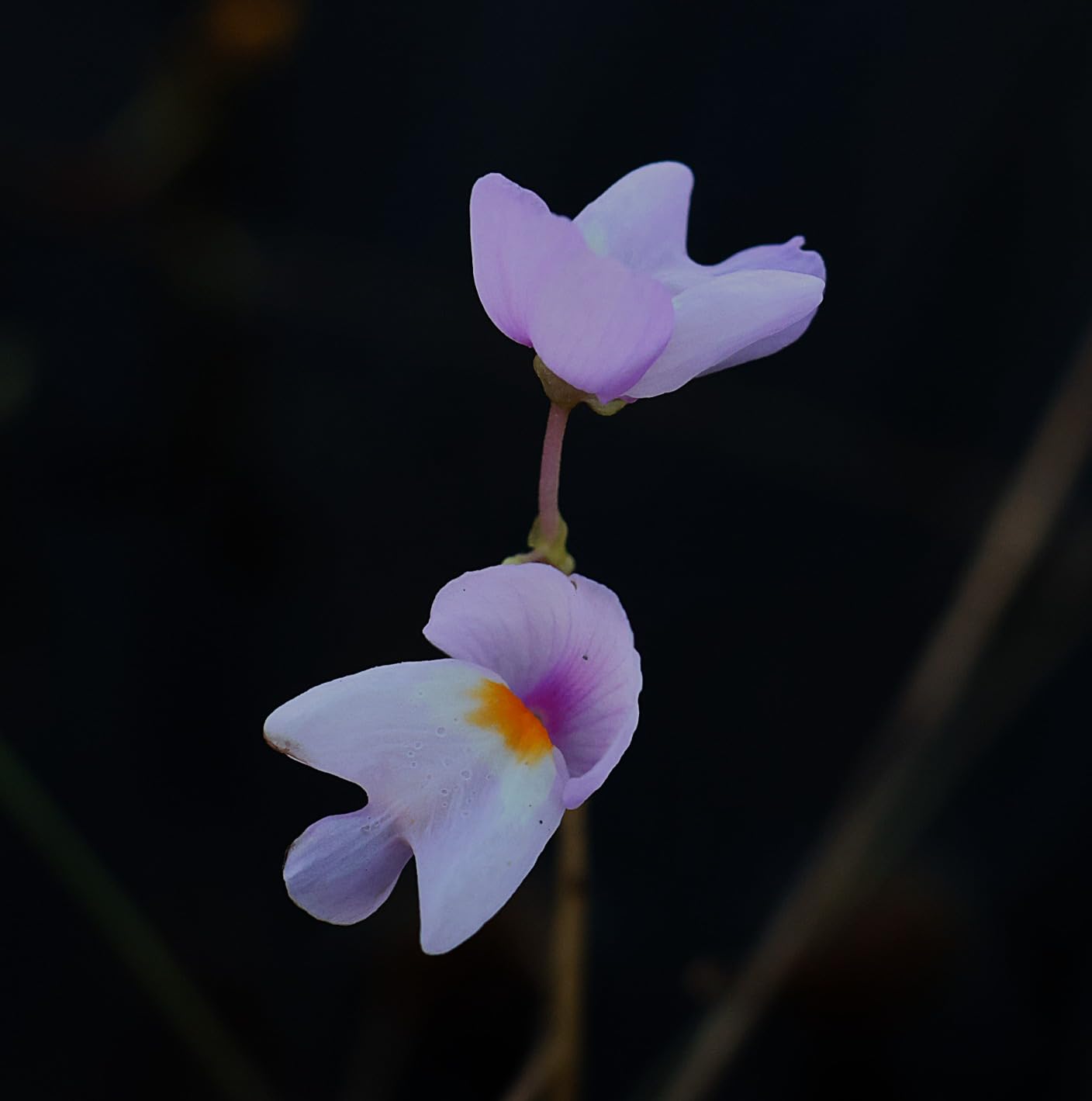 Canon RF-S18-150mm F3.5-6.3 Lens - Customer Photo 2