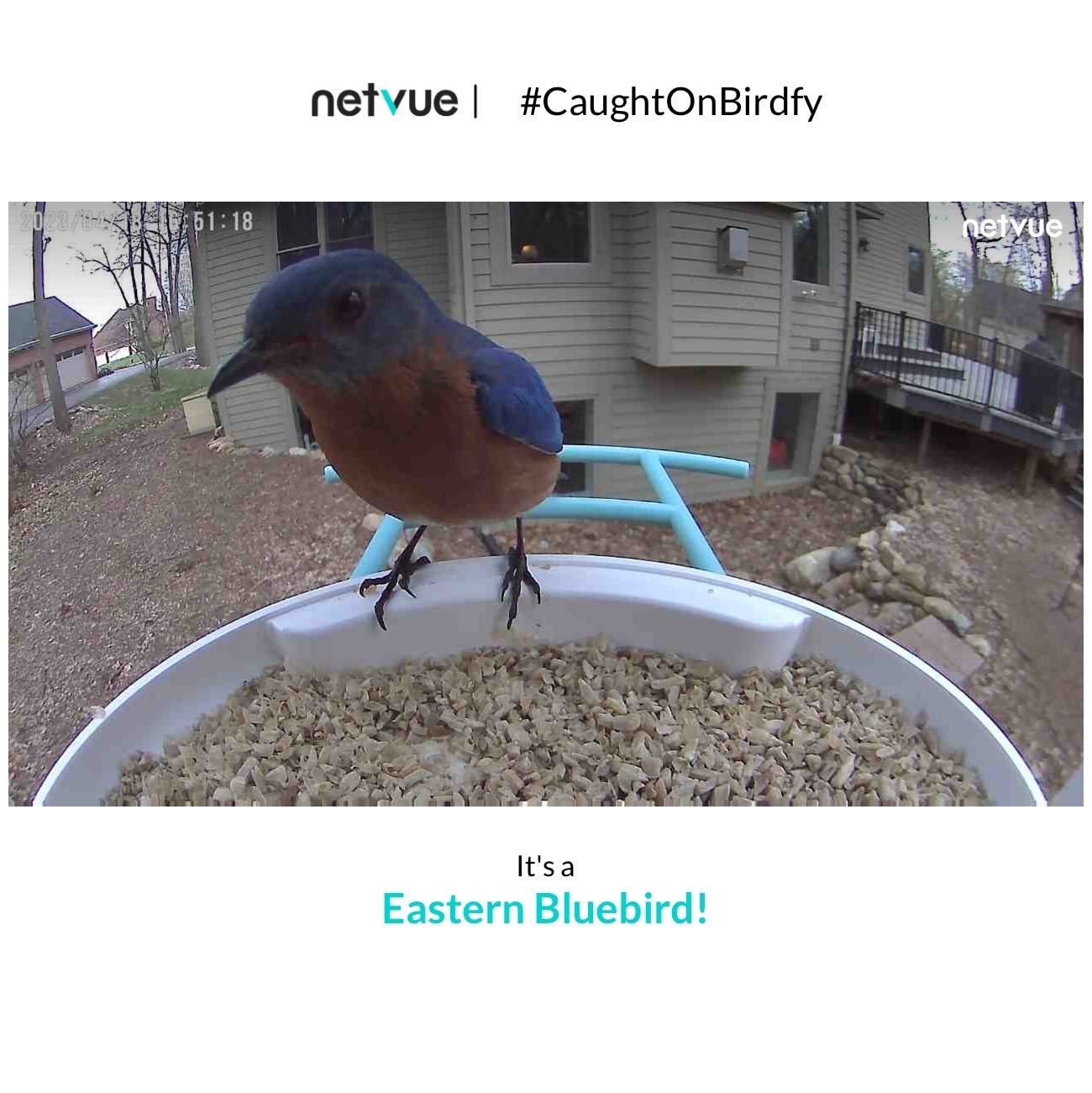 NETVUE by Birdfy Smart Bird Feeder with 2K AI Camera | Solar Powered, Auto Record & Notification, Accurate AI Bird ID, Free Cloud Storage, Share with 20+ Members, Work with Alexa customer photo 1