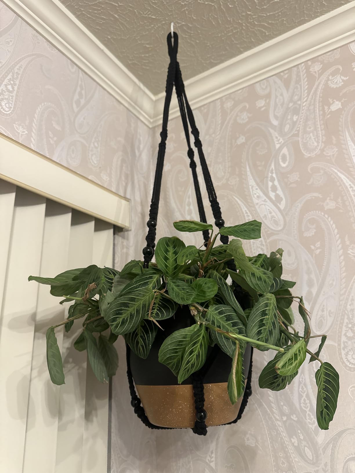 Bouqlife 3 Sets Hanging Planters for Indoor Plants with Self-Watering Hanging Pots and Macrame Plant Hangers, Outdoor Hanging Flower Pots with Drainage 3 Different Size for Home Patio Boho Decor customer photo 2