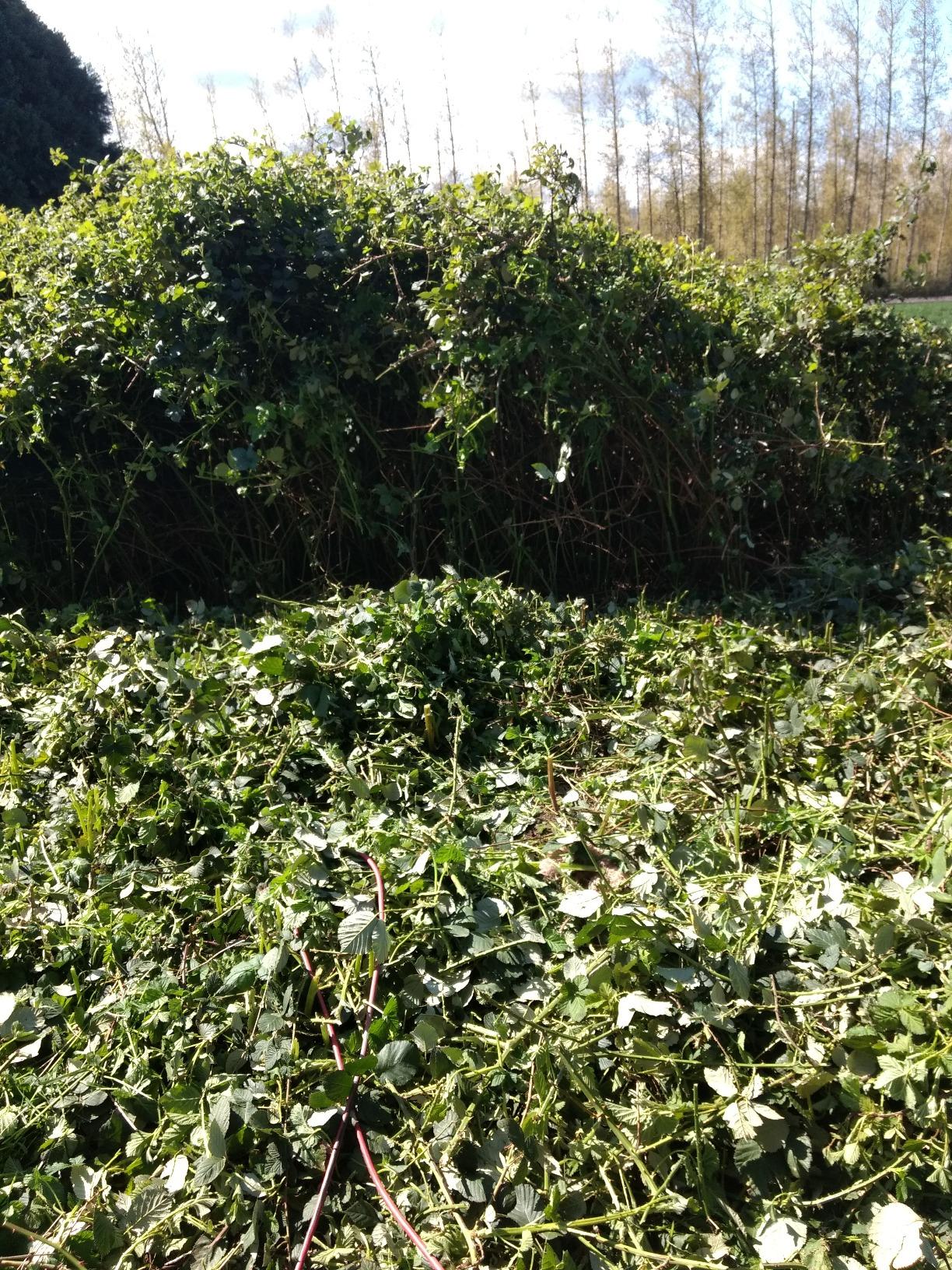 Greenworks 60V 26-Inch Cordless Hedge Trimmer, 2.0 Ah Battery and Charger customer photo 1