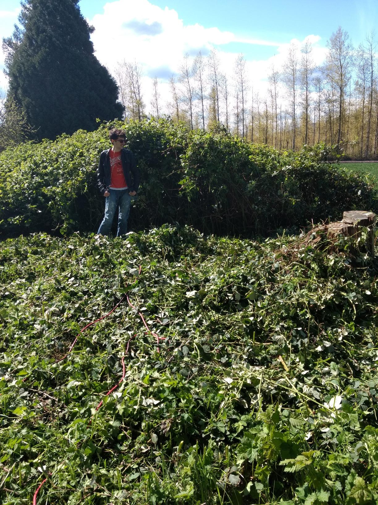 Greenworks 60V 26-Inch Cordless Hedge Trimmer, 2.0 Ah Battery and Charger customer photo 2
