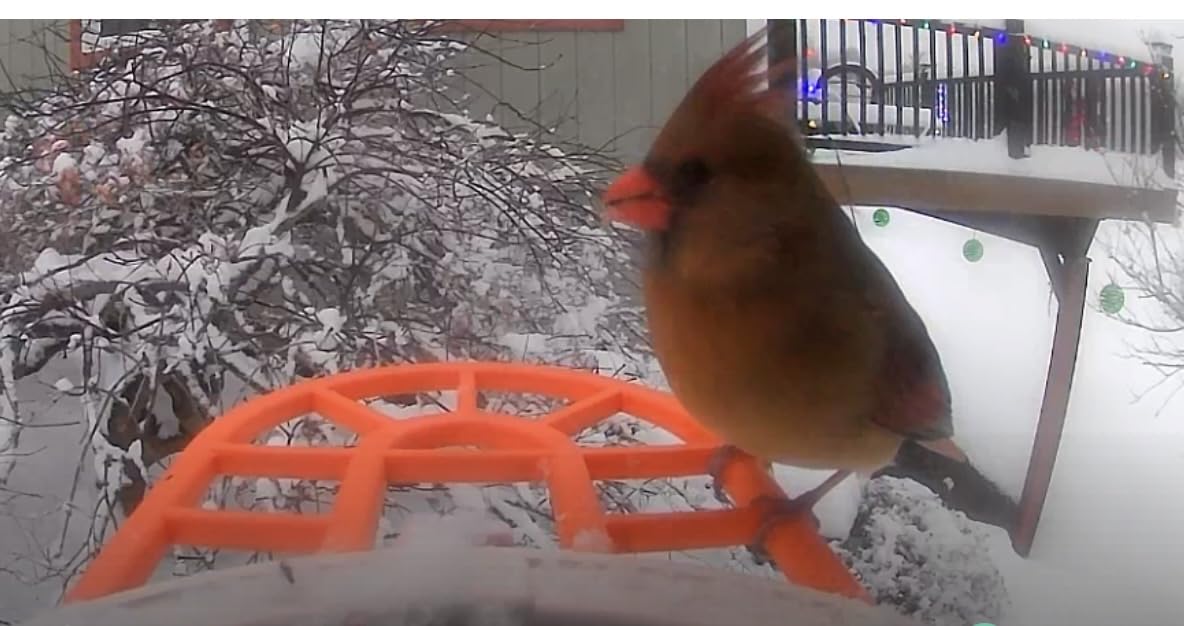 Bird Feeder with Camera with AI Identify Birds Species Solar Powered, Smart Bird House with Cam, 2K HD Video Live Stream, Instant Arrival Alerts customer photo 1