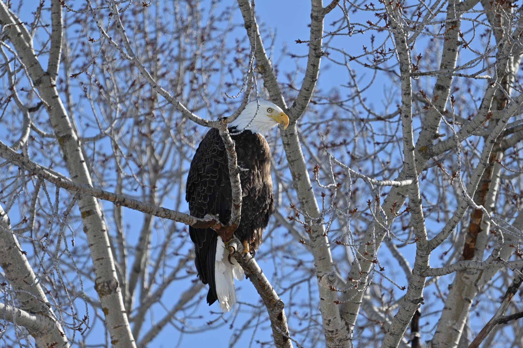 NIKKOR Z 180-600mm f/5.6-6.3 VR - Customer Photo 2