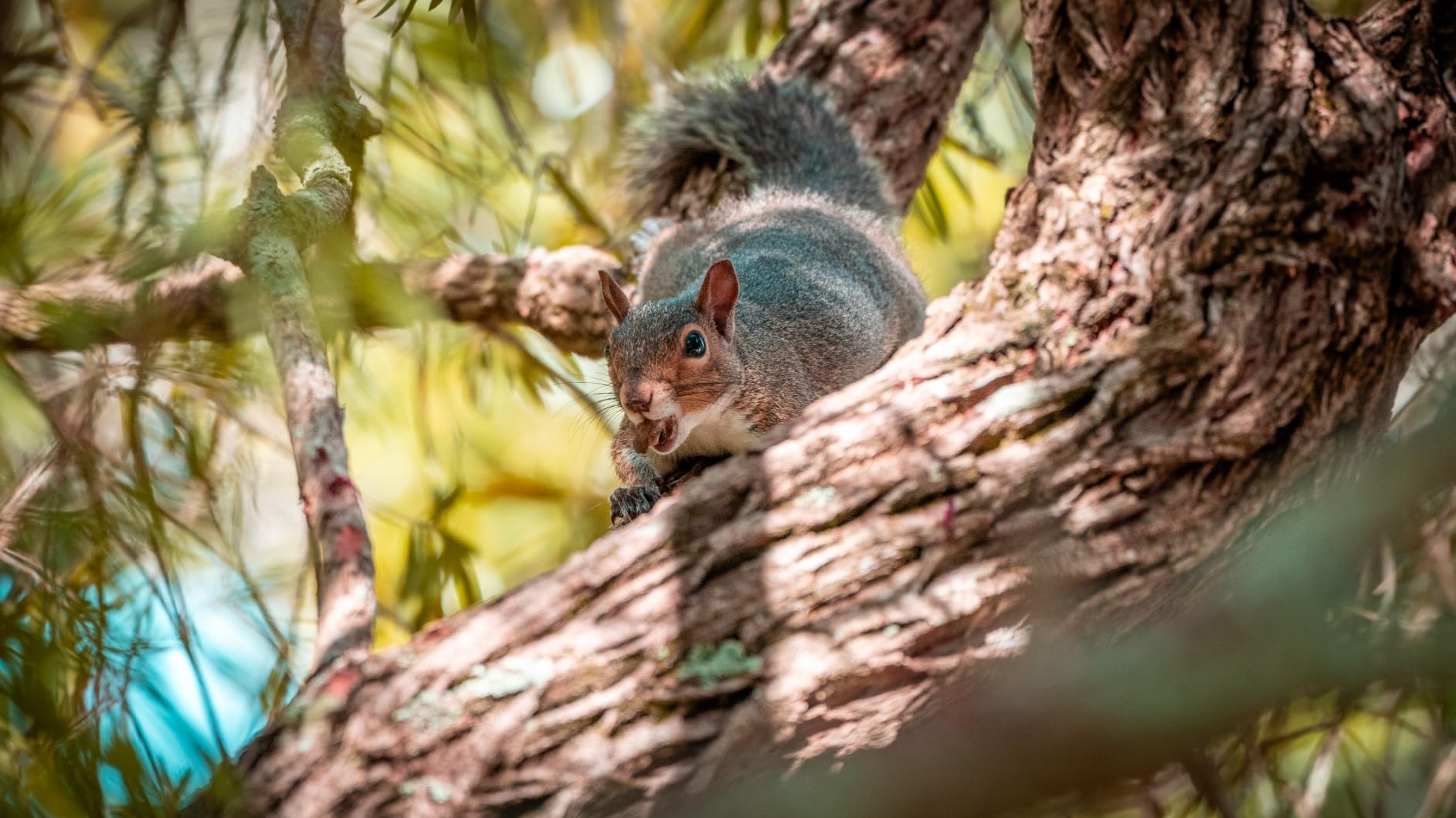 Sony FE 70-200mm F4 Macro G OSS II - Customer Photo 2