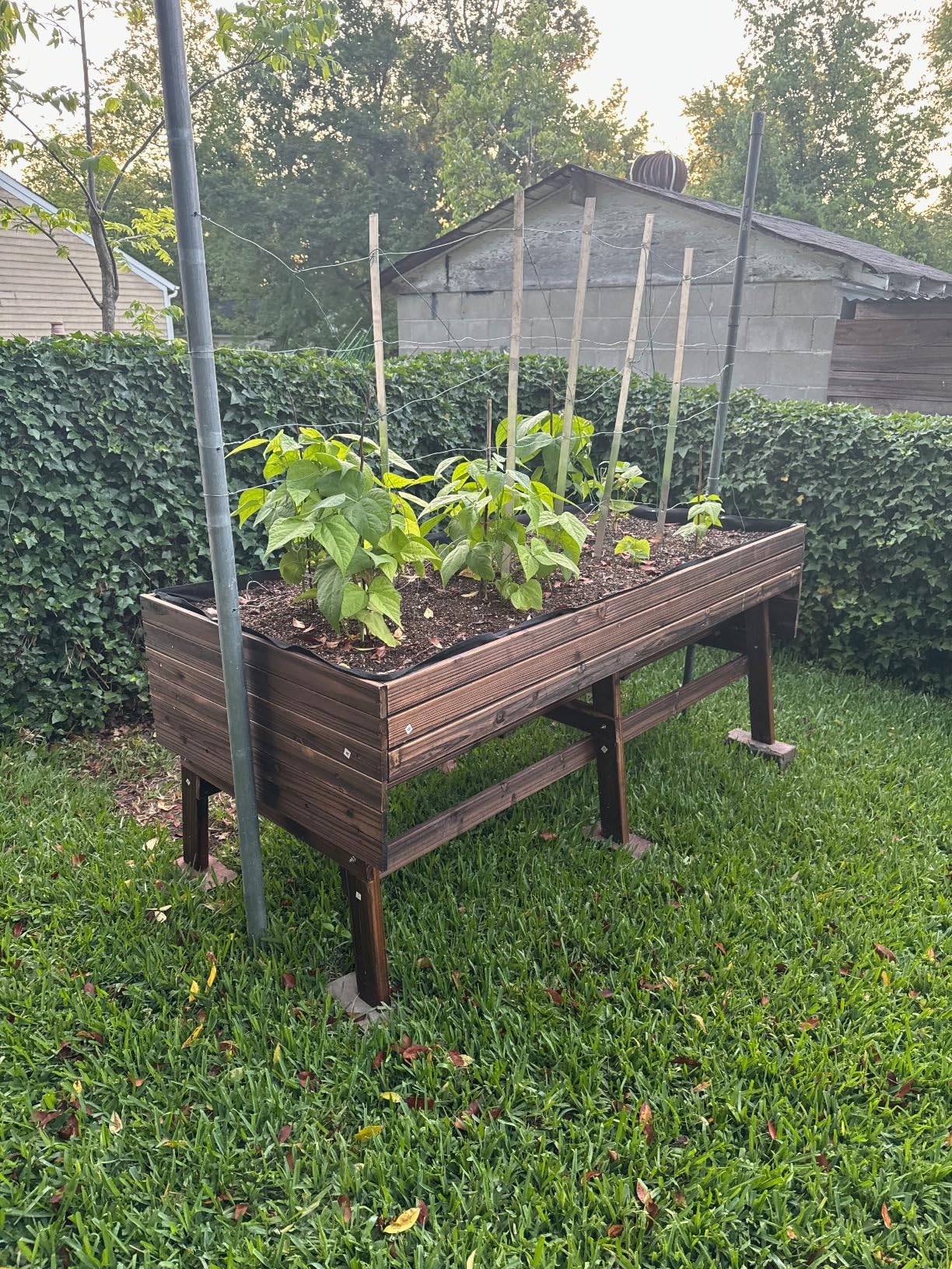VEIKOU 6x3x2FT Raised Garden Bed, Outdoor Oversize Planter Box with Liner, Cedar Garden Bed with Legs for Vegetables Flower Herb, 837lbs Capacity, Rustic Brown customer photo 1