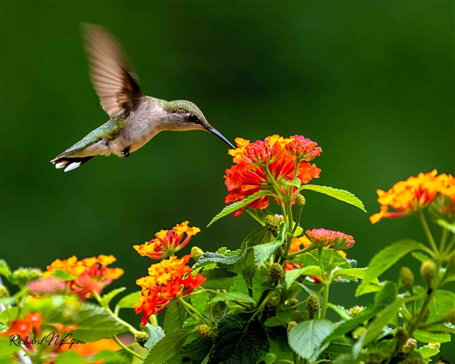 Sony Alpha 9 III Mirrorless Camera with World's First Full-Frame 24.6MP Global Shutter - Customer Photo 2