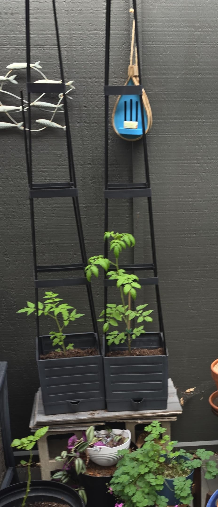 2-Pack Tomato Planter with Trellis, 57