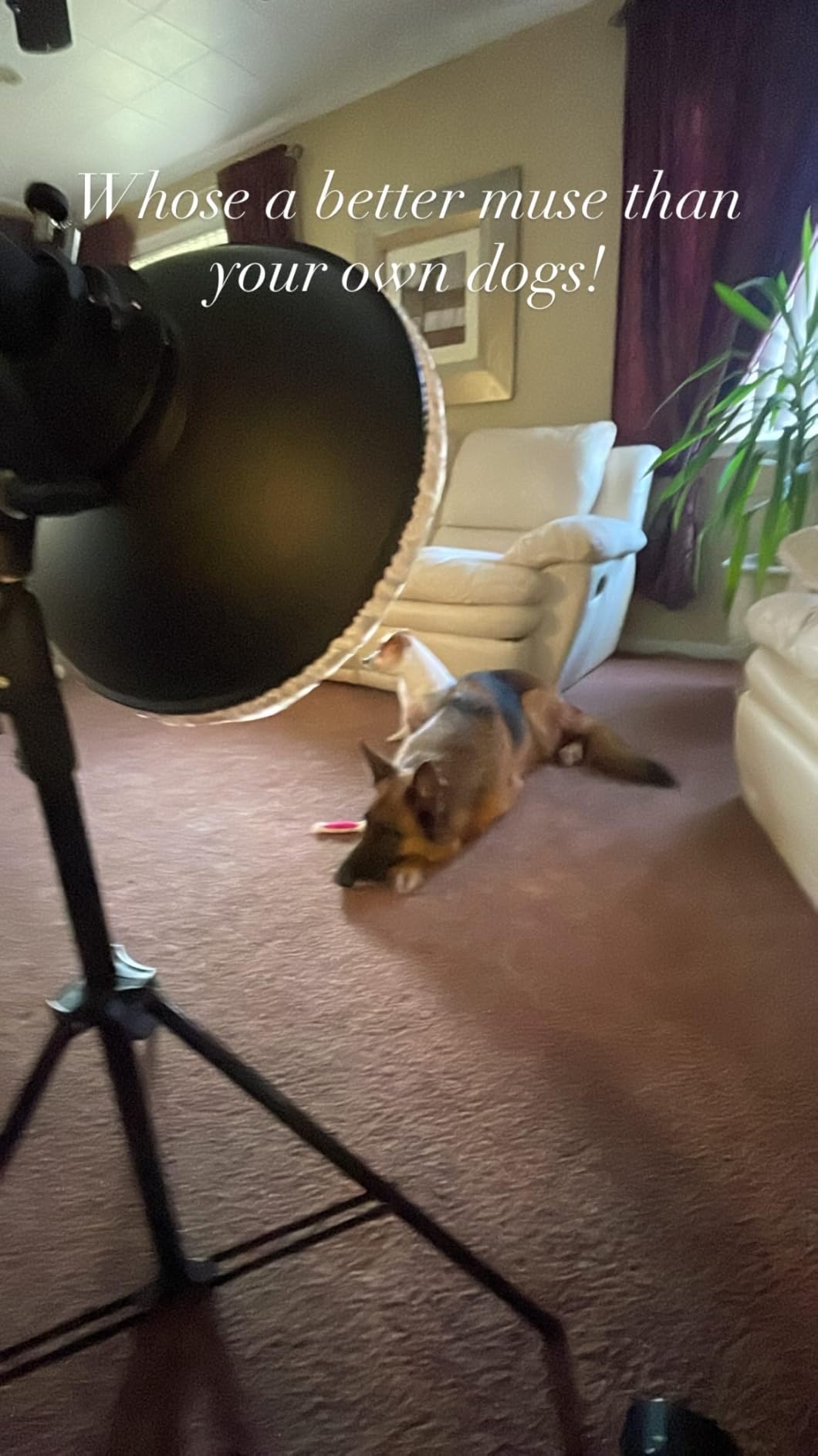 Godox 16.5inch/42cm Silver Beauty Dish Bowens Mount Reflector with White Diffuser, Light Modifier for Bowens Mount Studio Strobe Flash Light Monolight for Godox SK400II, AD600Pro, AD600BM, MS300 - Customer Photo 1