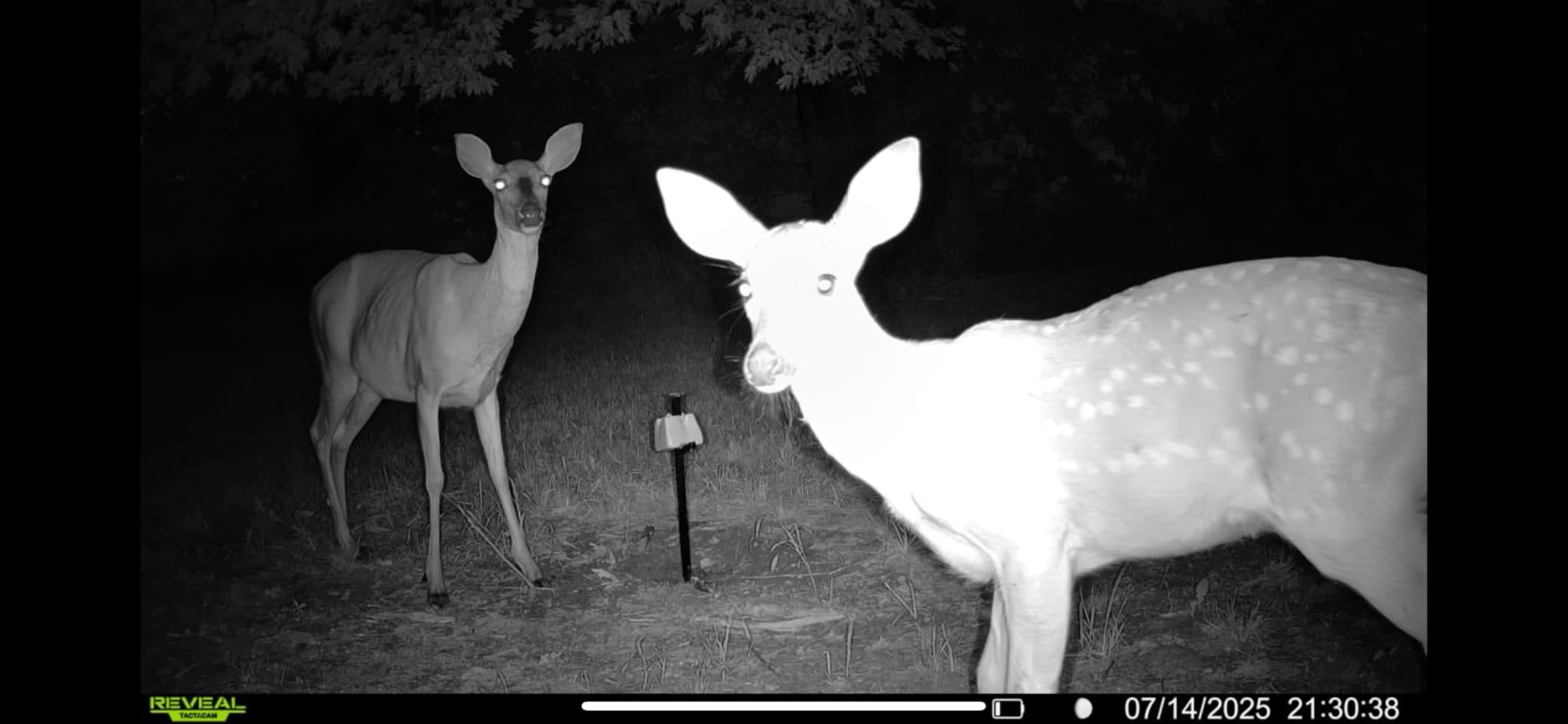 Tactacam REVEAL X Gen 3.0 Cellular Trail Camera - Multi Carrier, HD Photos & Videos, Pre-Installed Antenna, Built-in GPS, Best Battery Life, Low-Glow IR Flash, Fast Trigger Speed + 32GB SD Card (2 PK) Customer Review Tactacam REVEAL X Gen 3.0 Cellular Trail Camera - Multi Carrier, HD Photos & Videos, Pre-Installed Antenna, Built-in GPS, Best Battery Life, Low-Glow IR Flash, Fast Trigger Speed + 32GB SD Card (2 PK) - Customer Photo 1