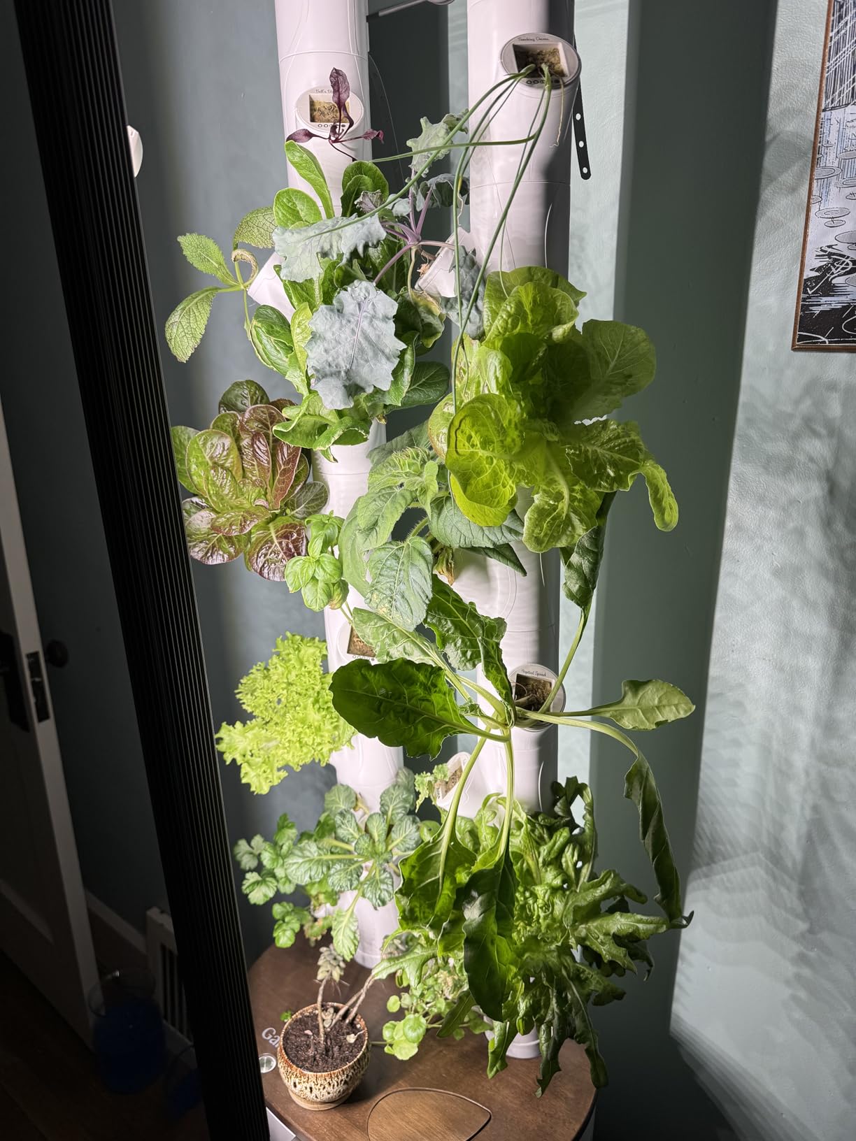 Gardyn Home 4 Vertical Hydroponics Growing System Kit - 30 Non-GMO Plants, Herbs, Vegetables - Smart Garden Hydroponic Herb Garden Planter Indoor Kit - Indoor Gardening System w/LED Grow Lights customer photo 1