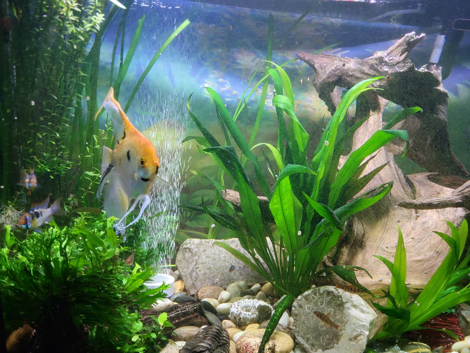 Fluval 307 Perfomance Canister Filter - for Aquariums Up to 70 Gallons - Aquarium Canister Filter customer photo 1