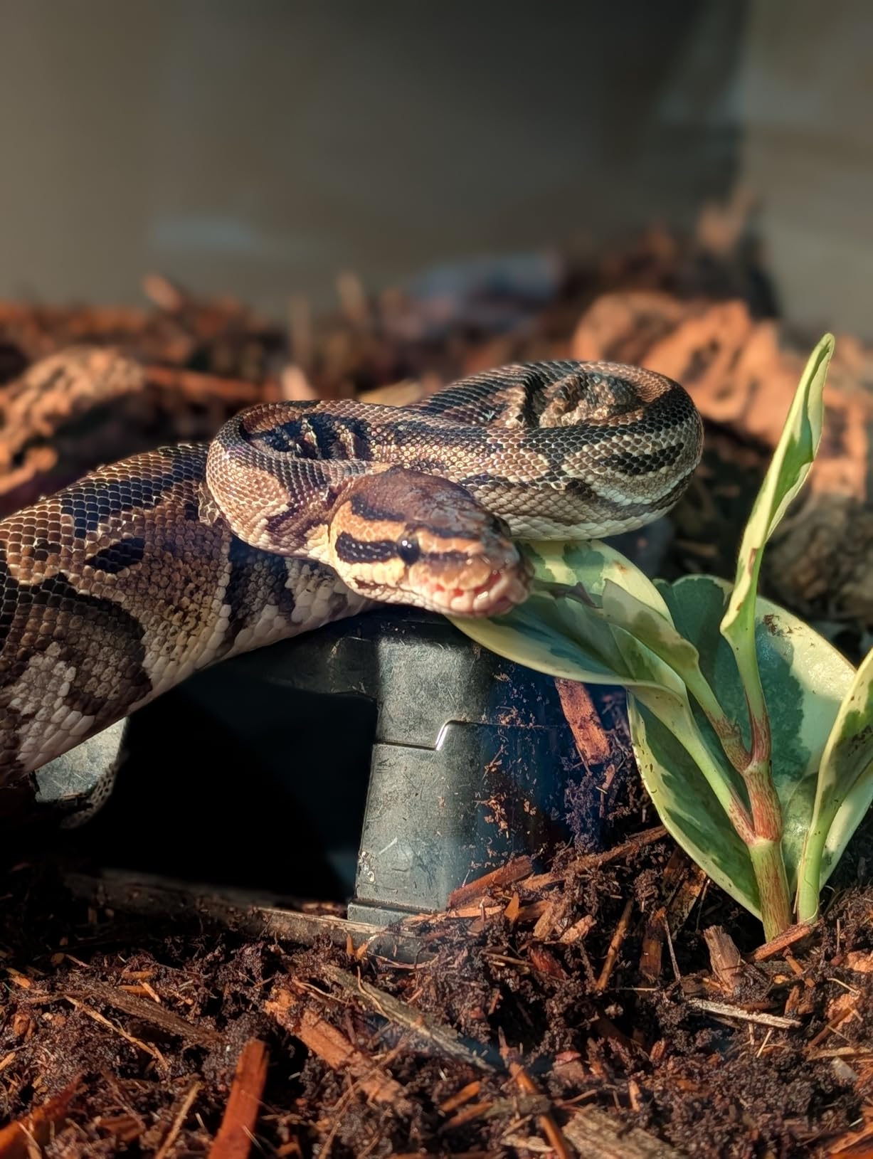 New Age Pet ECOFLEX 36