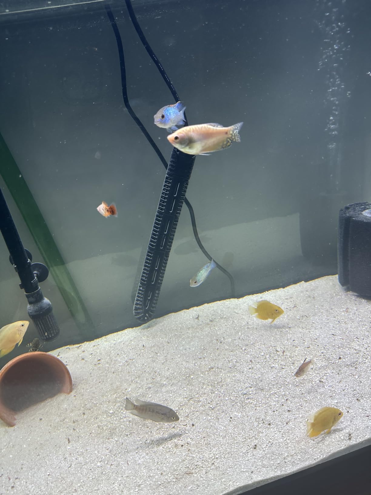 HiTauing Aquarium Heater, 300W Fish Tank Heater with LED Digital Display & 5 Safety Protection, Submersible Aquarium Heater with 2 Suction Cup and 8.2Ft Cord for 40-75 Gallon Fish Tank customer photo 1