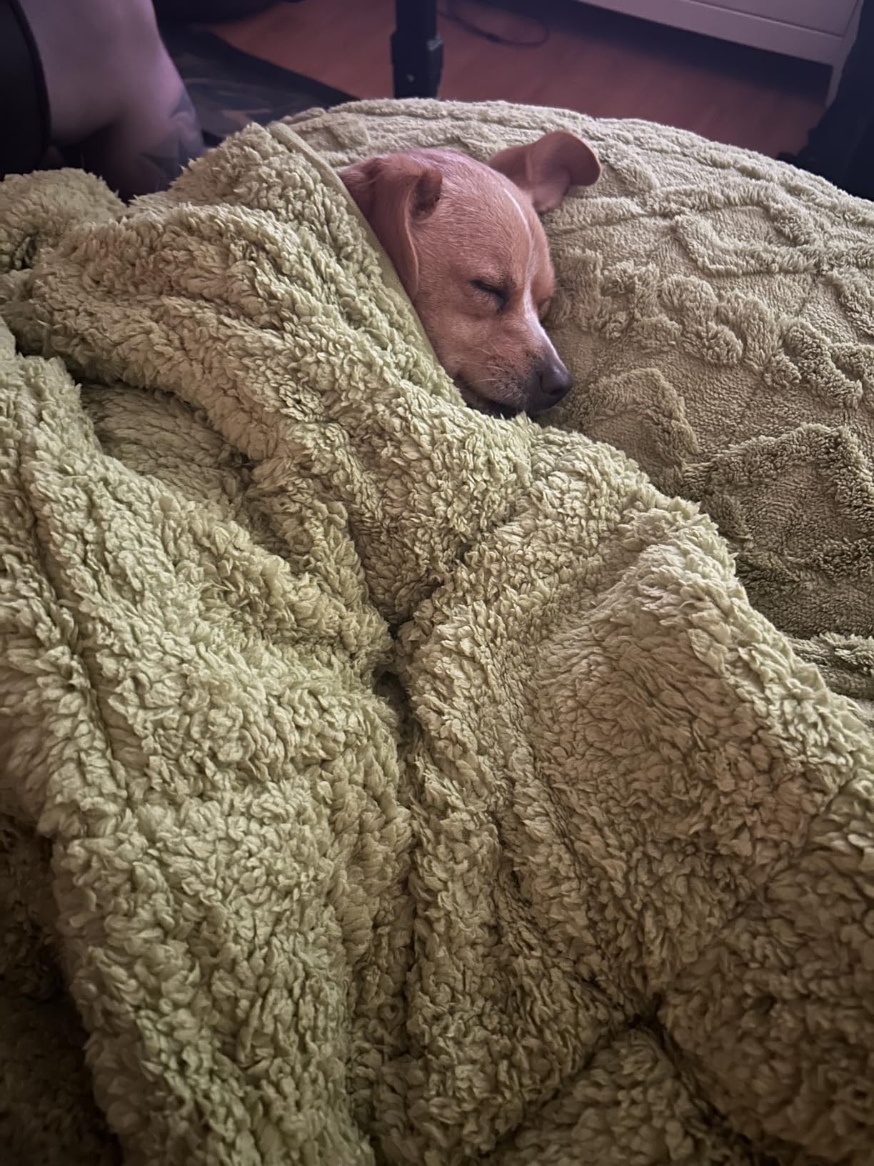 Weighted Blanket Queen Size 15lbs, Classy Soft Jacquard Sherpa Weighted Blankets for Sleep Natural and Calming, Fluffy Cozy Sofa Bed Blanket for Winter, Beige, 60 x 80 inches customer photo 2