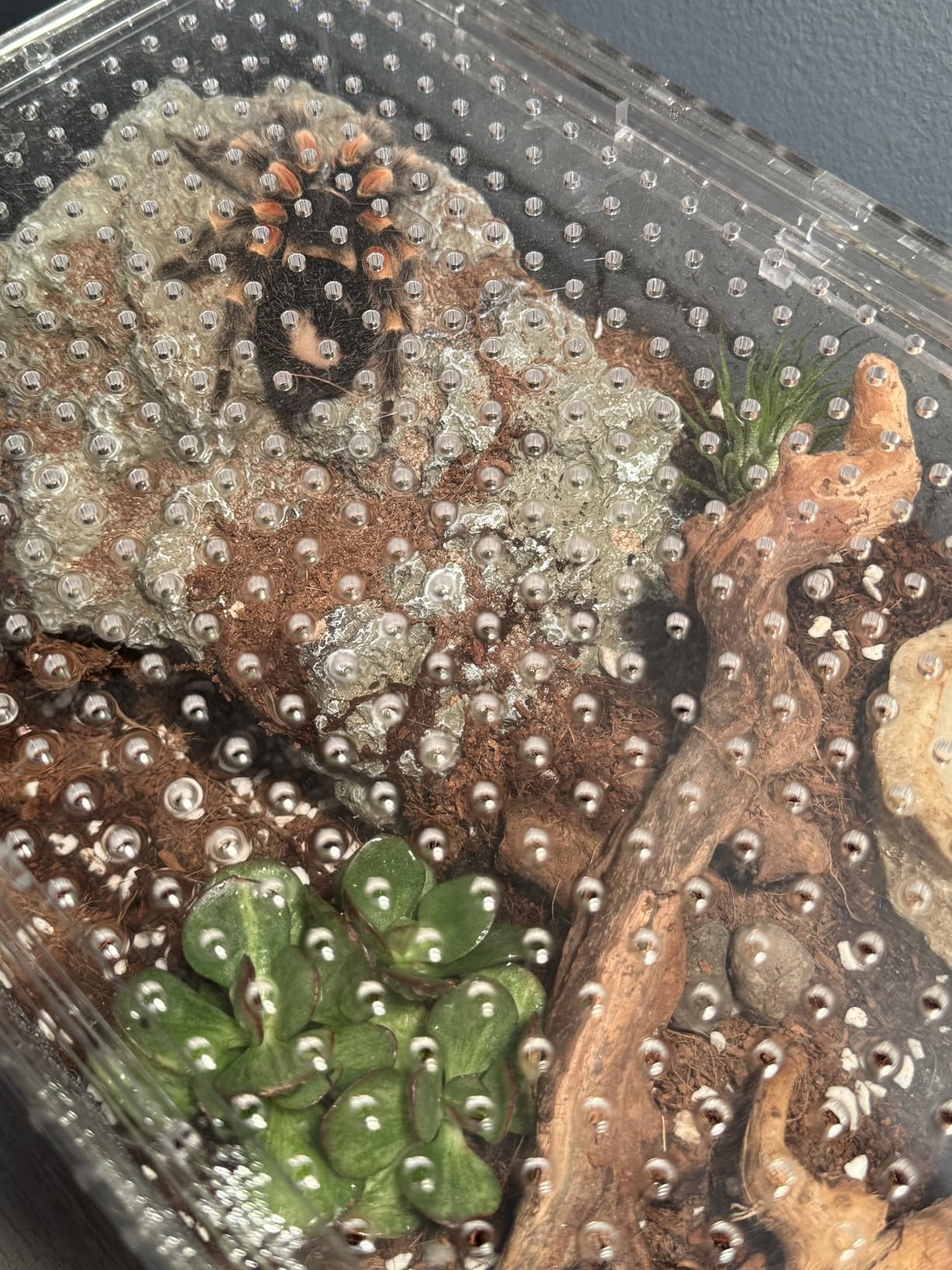 Reptile PC Terrarium,Tarantula Enclosure,Spider Tank Starter Kit,Leopard Gecko Container,Hermit Crab Habitat,Lizard Enclosure,Insect Housing,Jumping Spider Cage,Small Bearded Dragon Vivarium customer photo 2