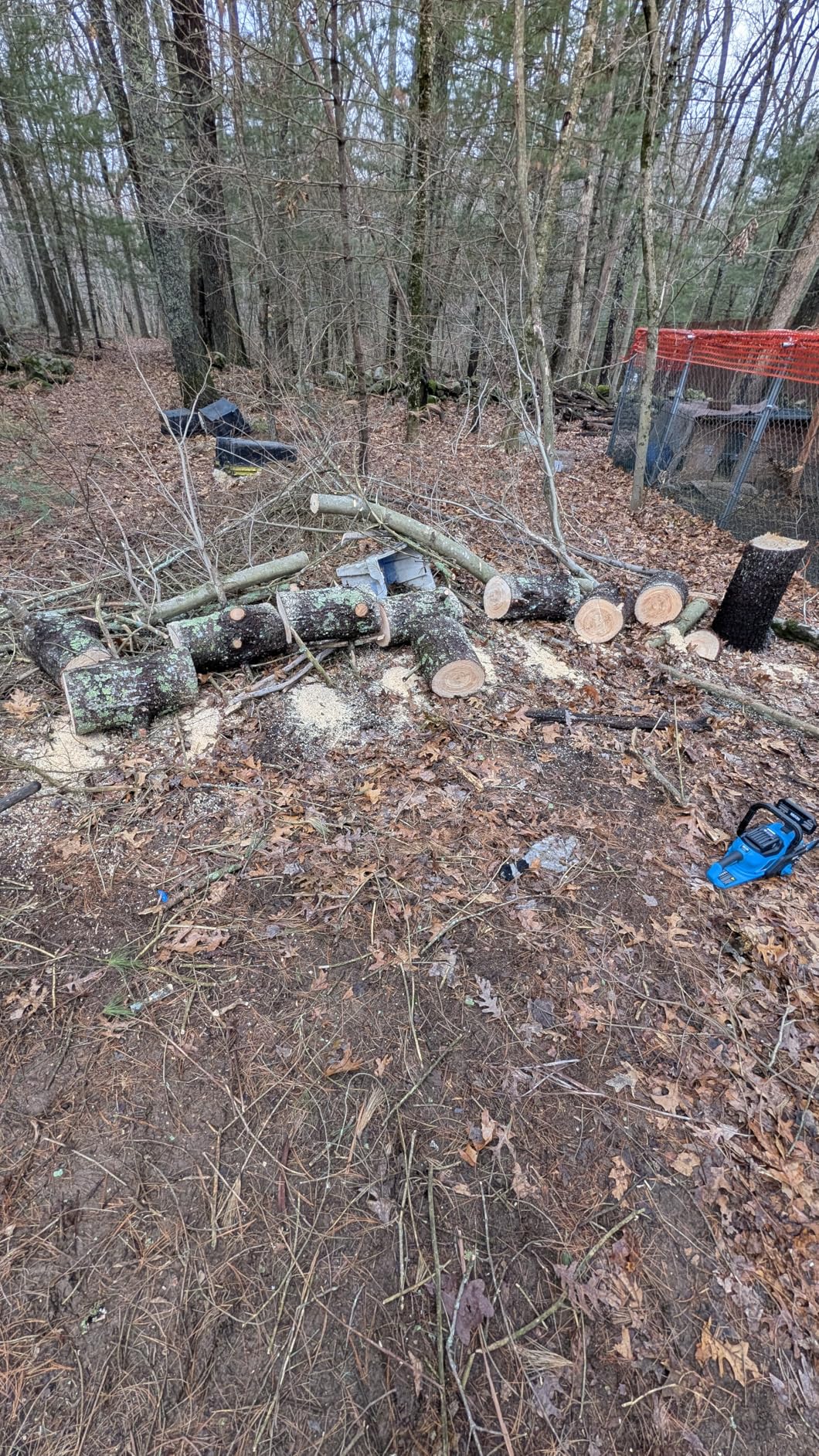 SEESII 40V 16-Inch Cordless Chainsaw: Brushless Electric Chain Saws with 2x4.0Ah Batteries & Charger, Tool-Free Chain Tension, Auto Oiling, for Tree Trimming, Wood Cutting, Yard Work - Customer Photo 1