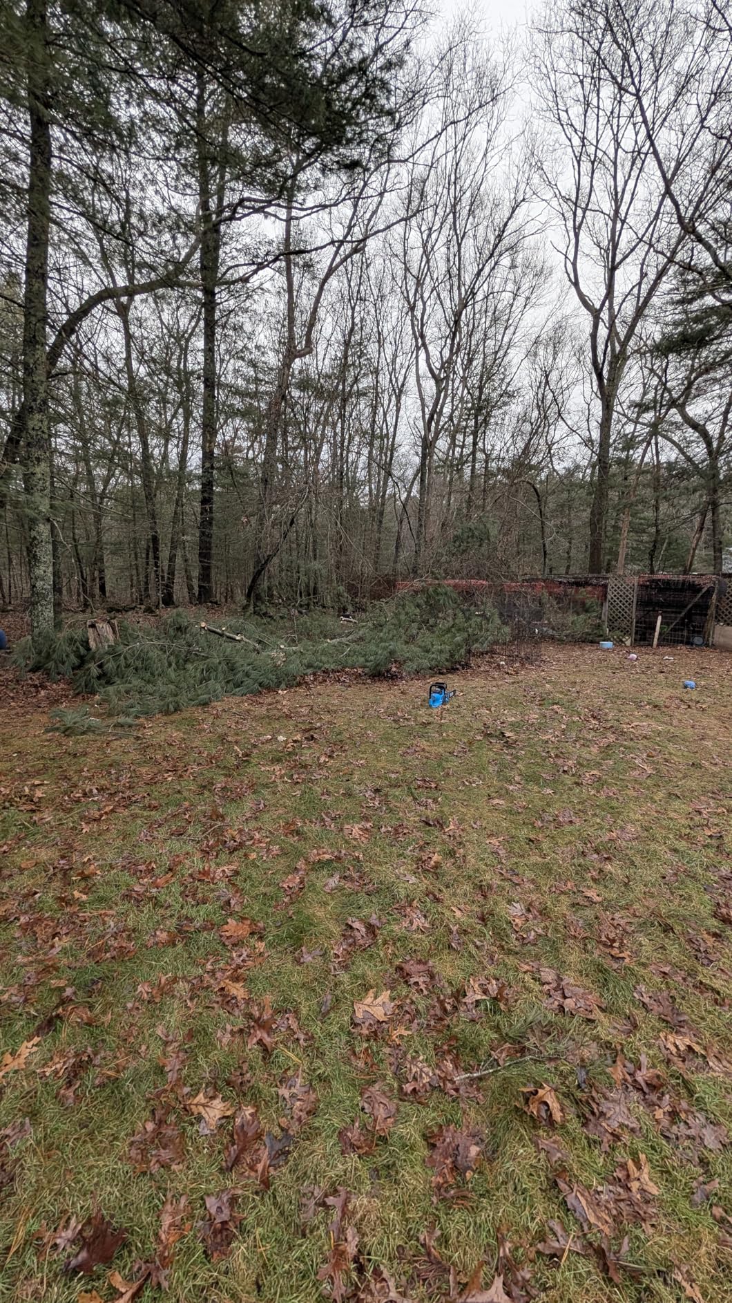SEESII 40V 16-Inch Cordless Chainsaw: Brushless Electric Chain Saws with 2x4.0Ah Batteries & Charger, Tool-Free Chain Tension, Auto Oiling, for Tree Trimming, Wood Cutting, Yard Work - Customer Photo 2