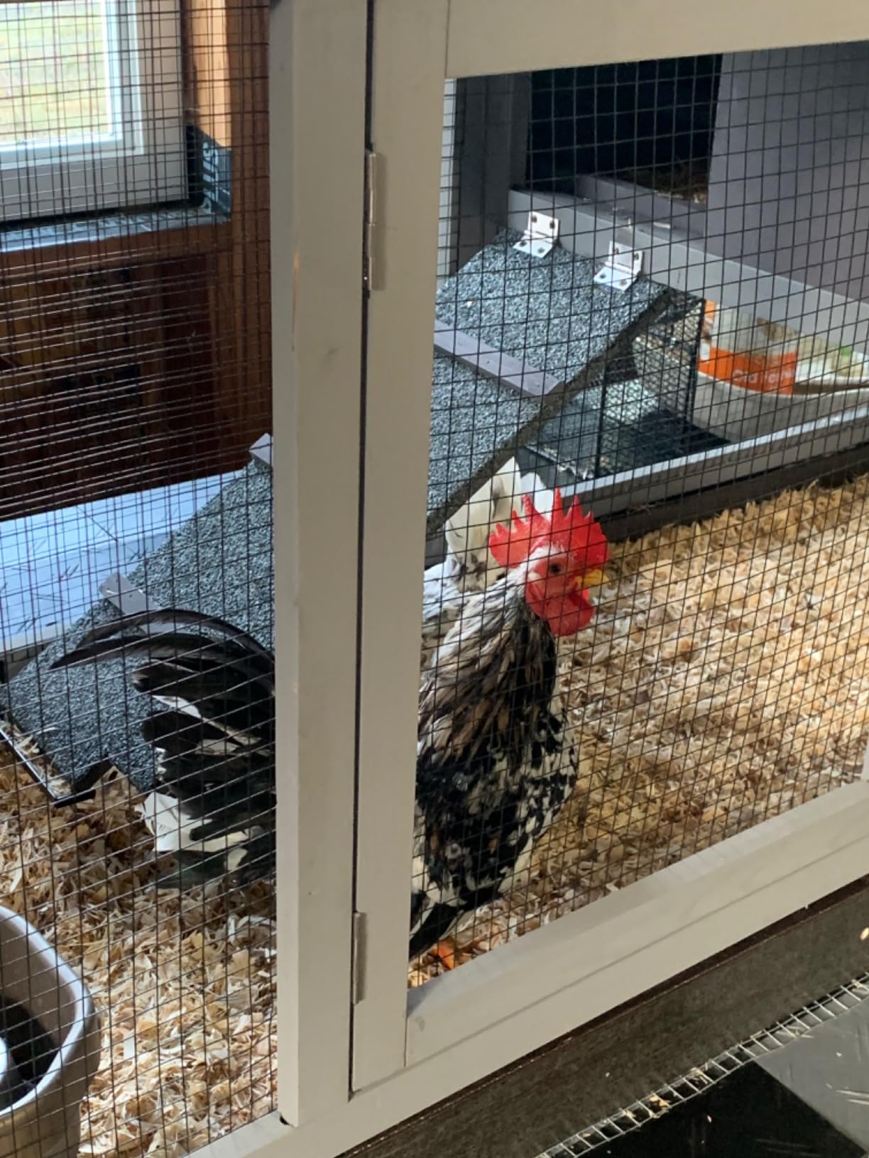 Aivituvin Extra Large Chicken Coop for 8-10 Chickens, Reinforced Structure Outdoor Wooden Hen House with 6 Nesting Boxes, Extended Run, Waterproof Roof, Iron Edge, Black, 118' L x 26' W x 50' H customer photo 2