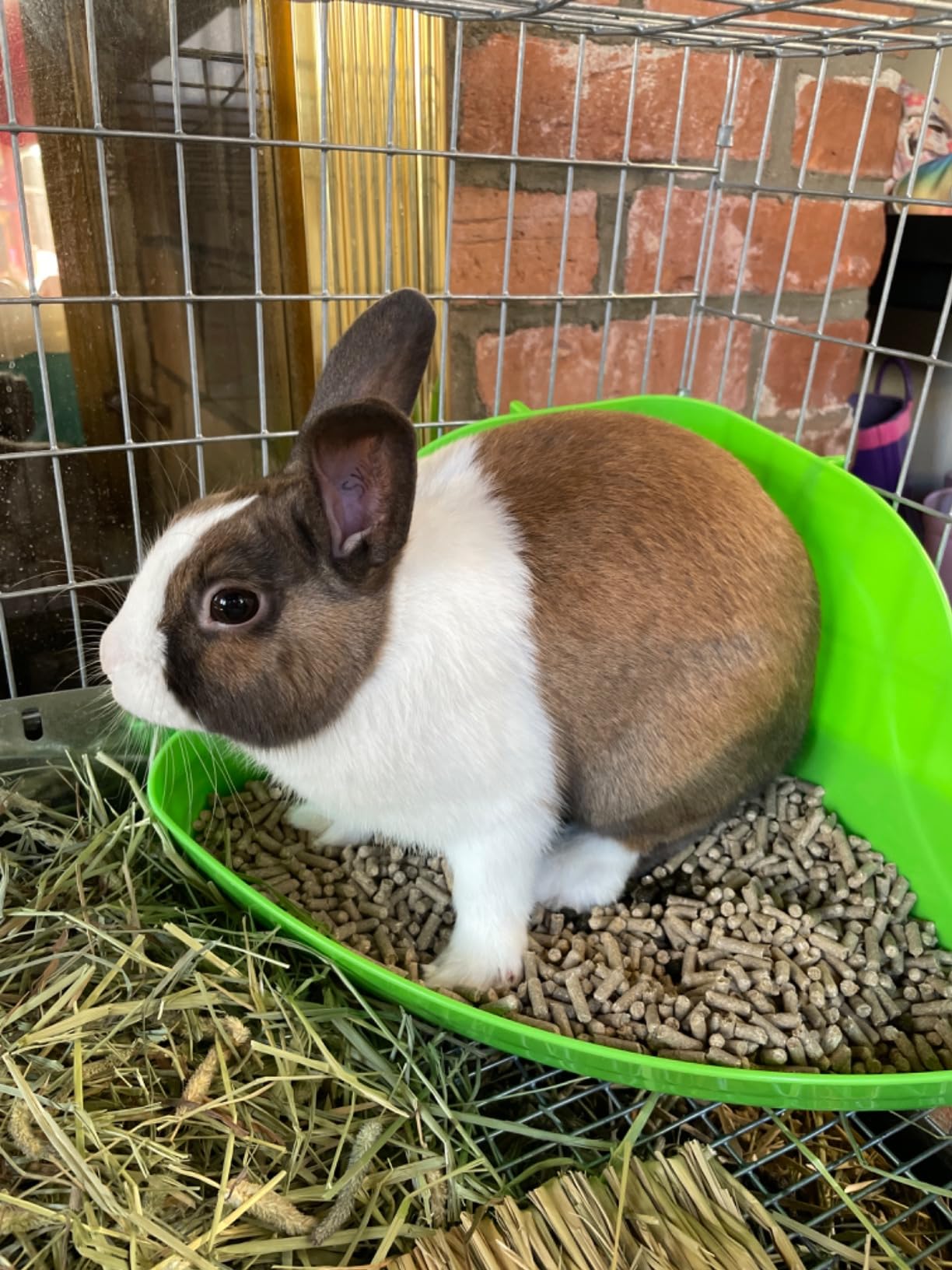 Kaytee Hi-Corner Litter Pan (Assorted Colors) customer photo 1