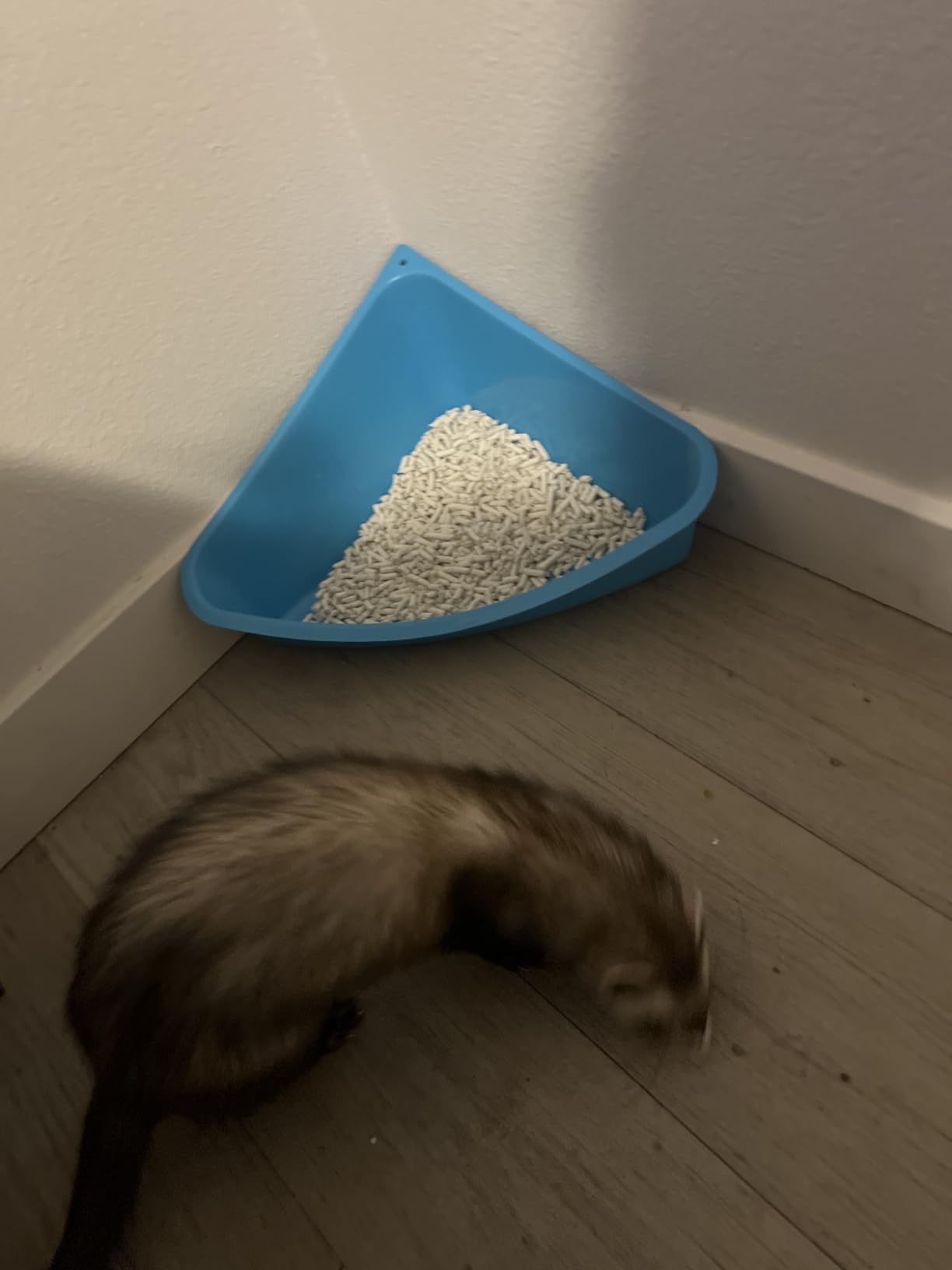 Lixit Corner Litter Pan for Ferrets, Rabbits, Rats, Guinea Pigs and Other Small Animals. (Blue Pack of 1) customer photo 1