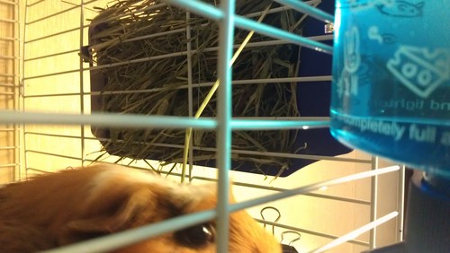 Lixit Cage Hay Rack for Rabbits and Other Small Animals customer photo 1