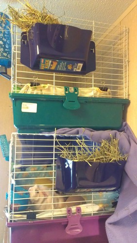 Lixit Cage Hay Rack for Rabbits and Other Small Animals customer photo 2