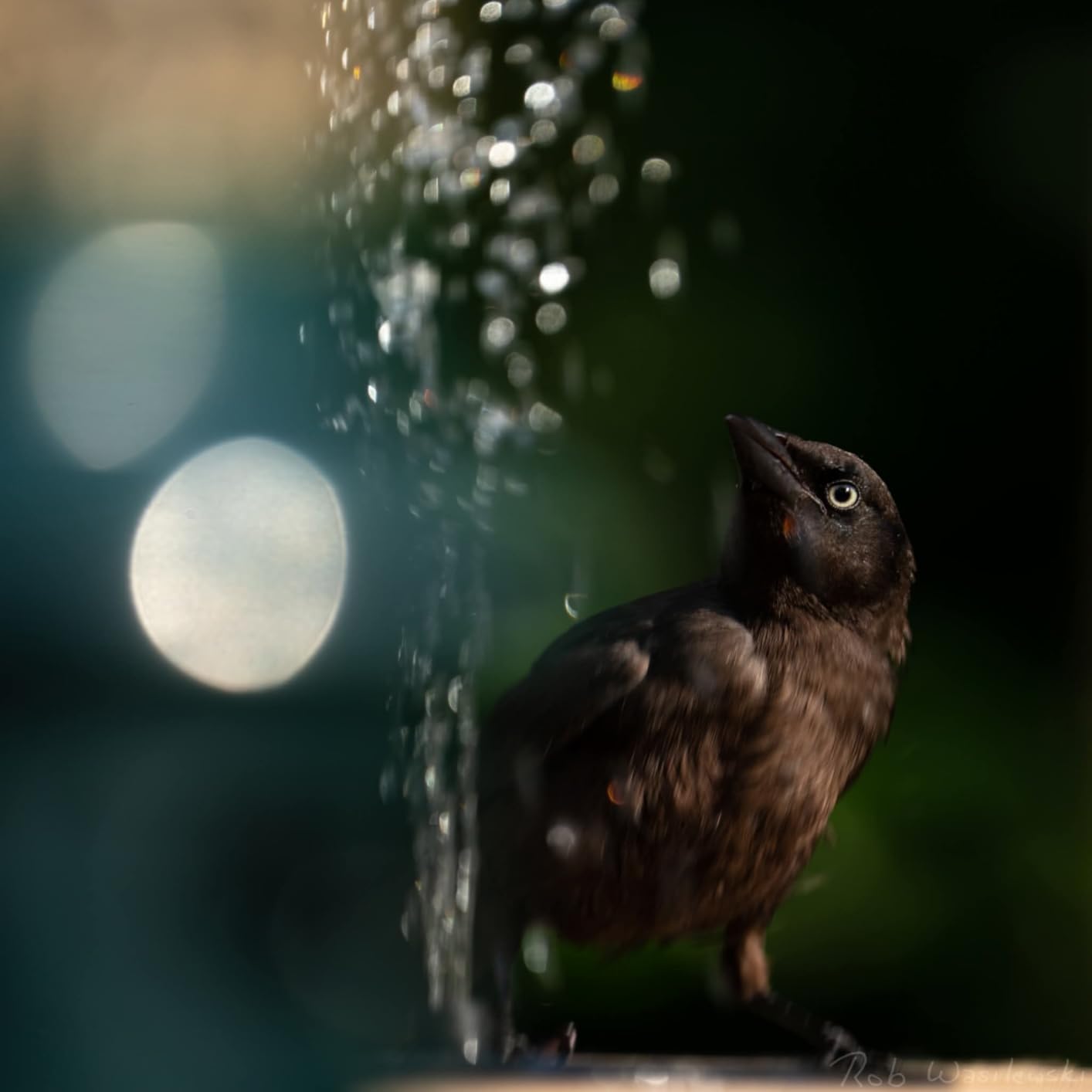 API Heated Bird Bath | Heated BirdBath with Stand or Deck Mount | Outdoor Bird Bath for Winter and All Seasons | 150 Watt | Made in USA (Bird Bath with Deck Mount, 1, Count) customer photo 1