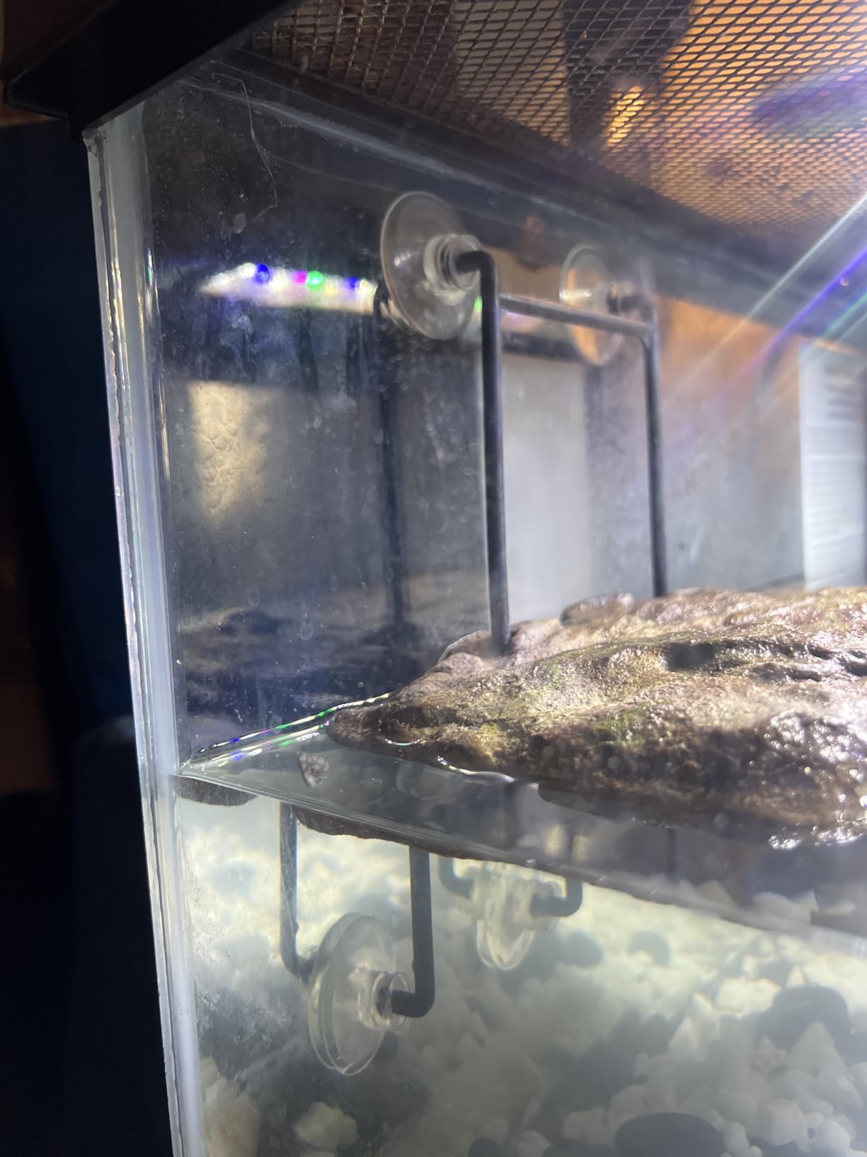 Zoo Med Laboratories SZMTDS4 Zoo Turtle Dock SuCountion Cups customer photo 1
