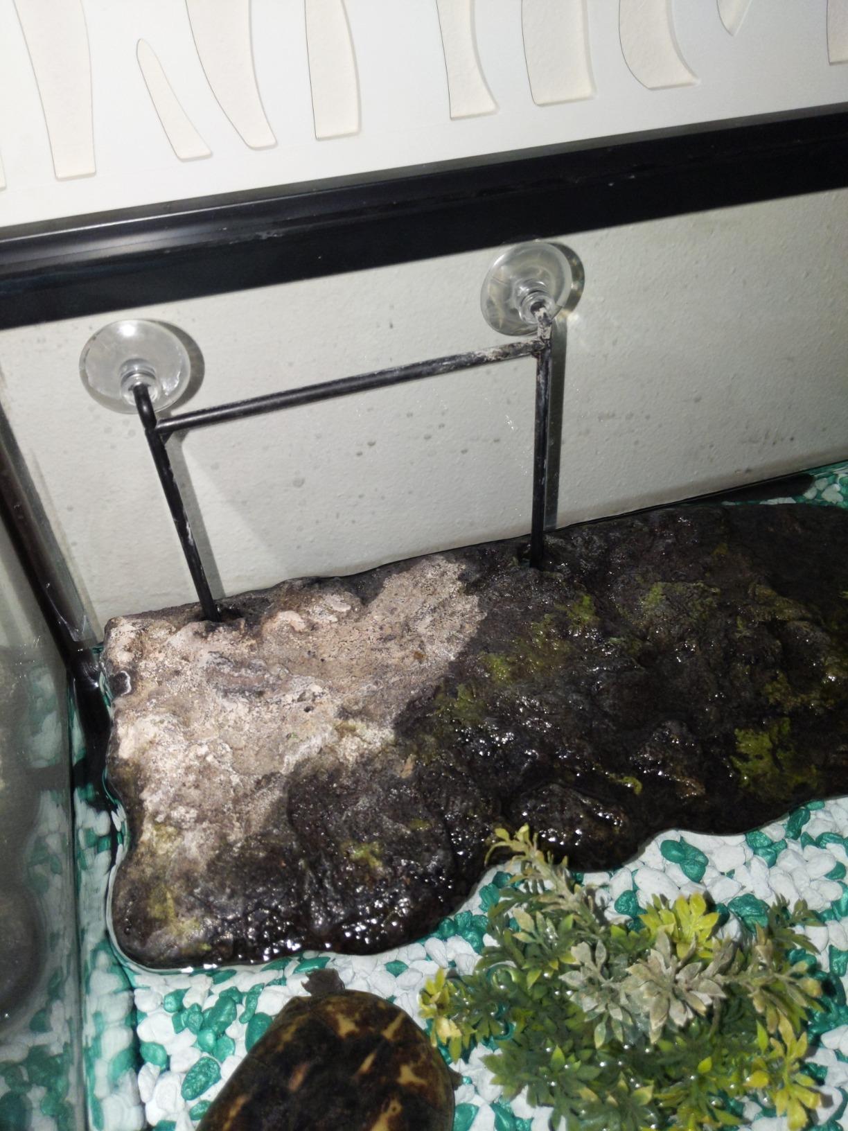 Zoo Med Laboratories SZMTDS4 Zoo Turtle Dock SuCountion Cups customer photo 2
