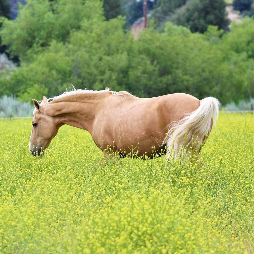 RICHDEL Legacy Pellets Joint Support for Senior Horses, 5 lb customer photo 1