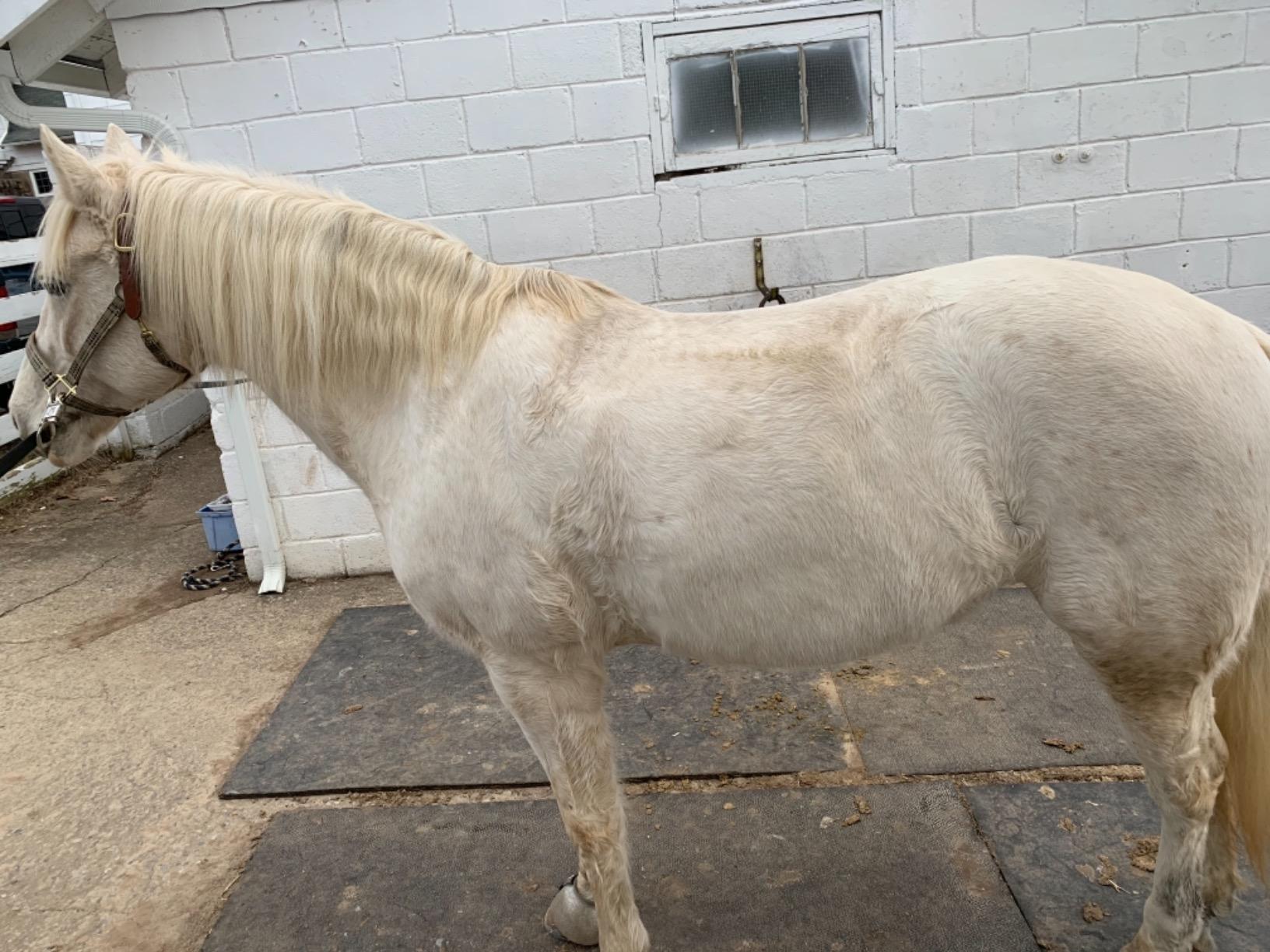 Horse Health Joint Combo Hoof & Coat, Glucosamin, Chrondroitin, Vitamin C, MSM, Biotin, Lysine, ZInc, Omega 3 and 6 Fatty Acids, 64 day supply customer photo 1
