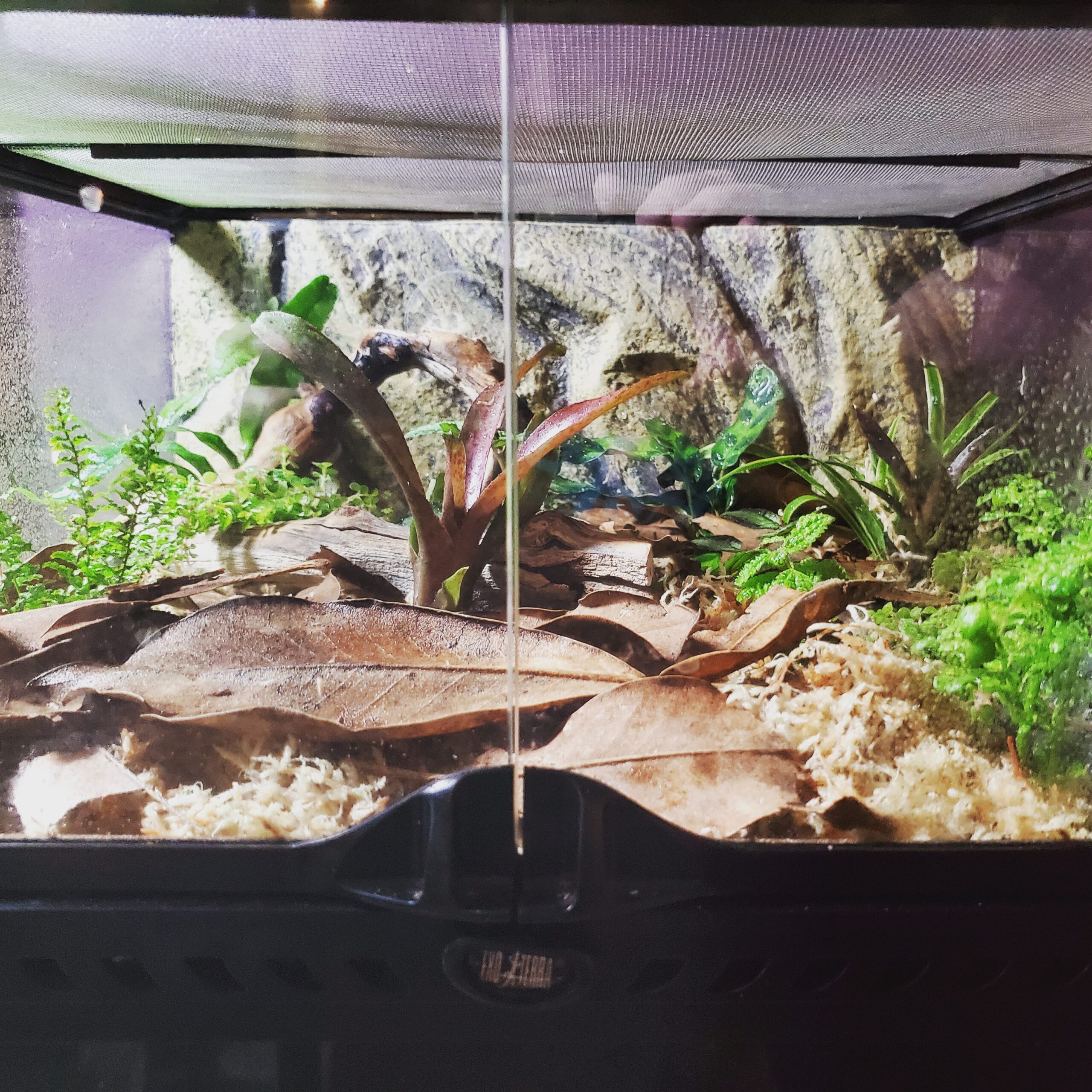 Exo Terra Repti Glo 5.0 Tropical Terrarium Lamp, Compact Fluorescent Reptile Bulb, 13 Watts, PT2186A1 customer photo 1