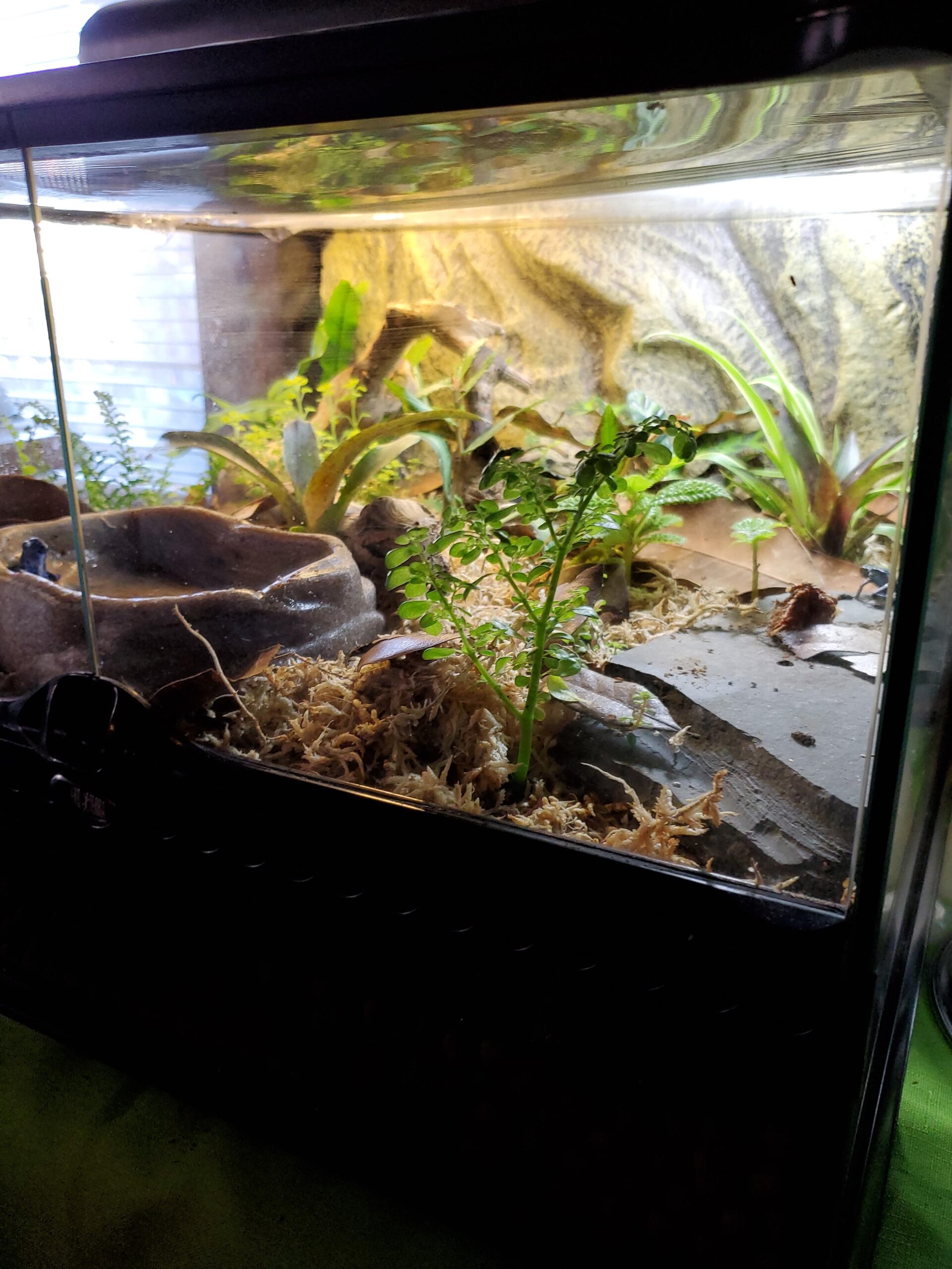 Exo Terra Repti Glo 5.0 Tropical Terrarium Lamp, Compact Fluorescent Reptile Bulb, 13 Watts, PT2186A1 customer photo 2