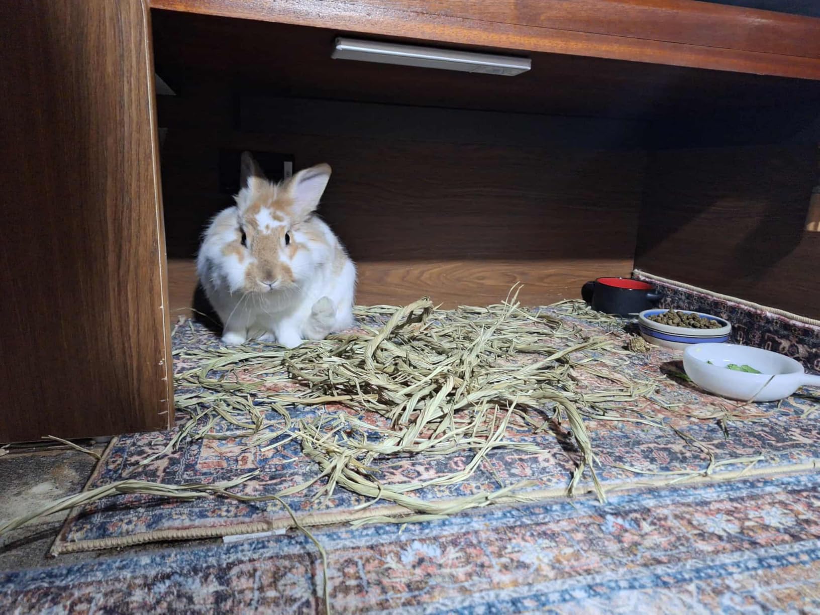 Oxbow Timothy Hay Tunnel, Guinea Pig Hideout, Rabbit & Bunny Tunnel, Edible & Hand-Woven Guinea Pig House, No Wires or String, Small Pet Accessories, for Rabbits, Chinchillas & Rats customer photo 1