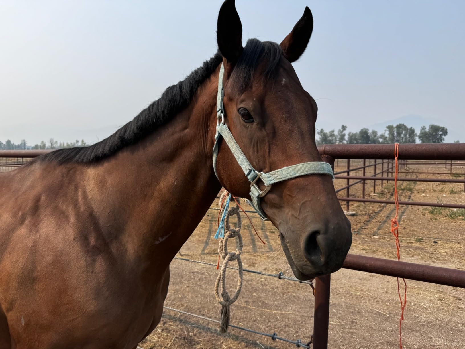 Nutramax Cosequin Optimized with MSM Joint Health Supplement for Horses - Powder with Glucosamine and Chondroitin, 1400 Grams customer photo 1